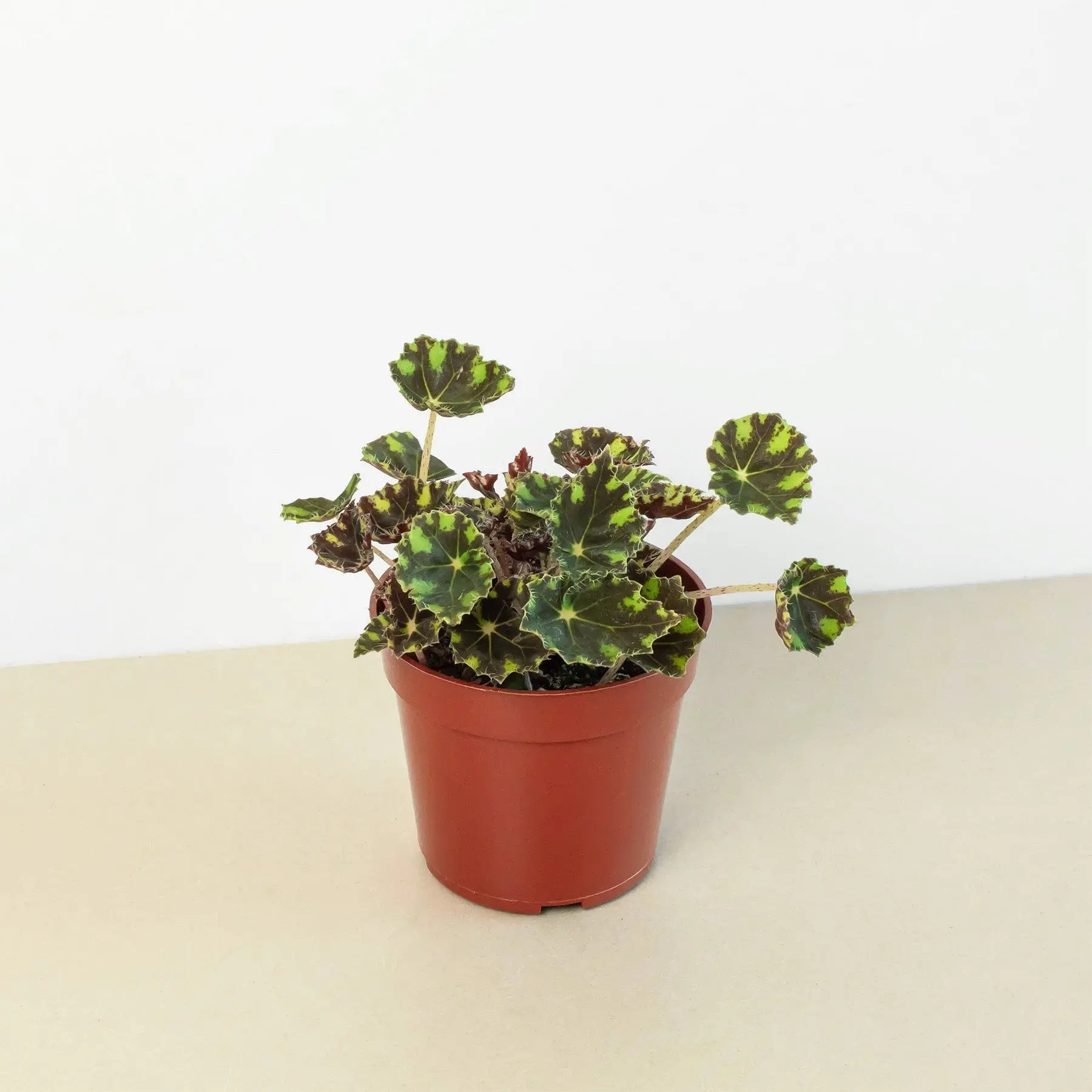Begonia Tiger Paws - 6