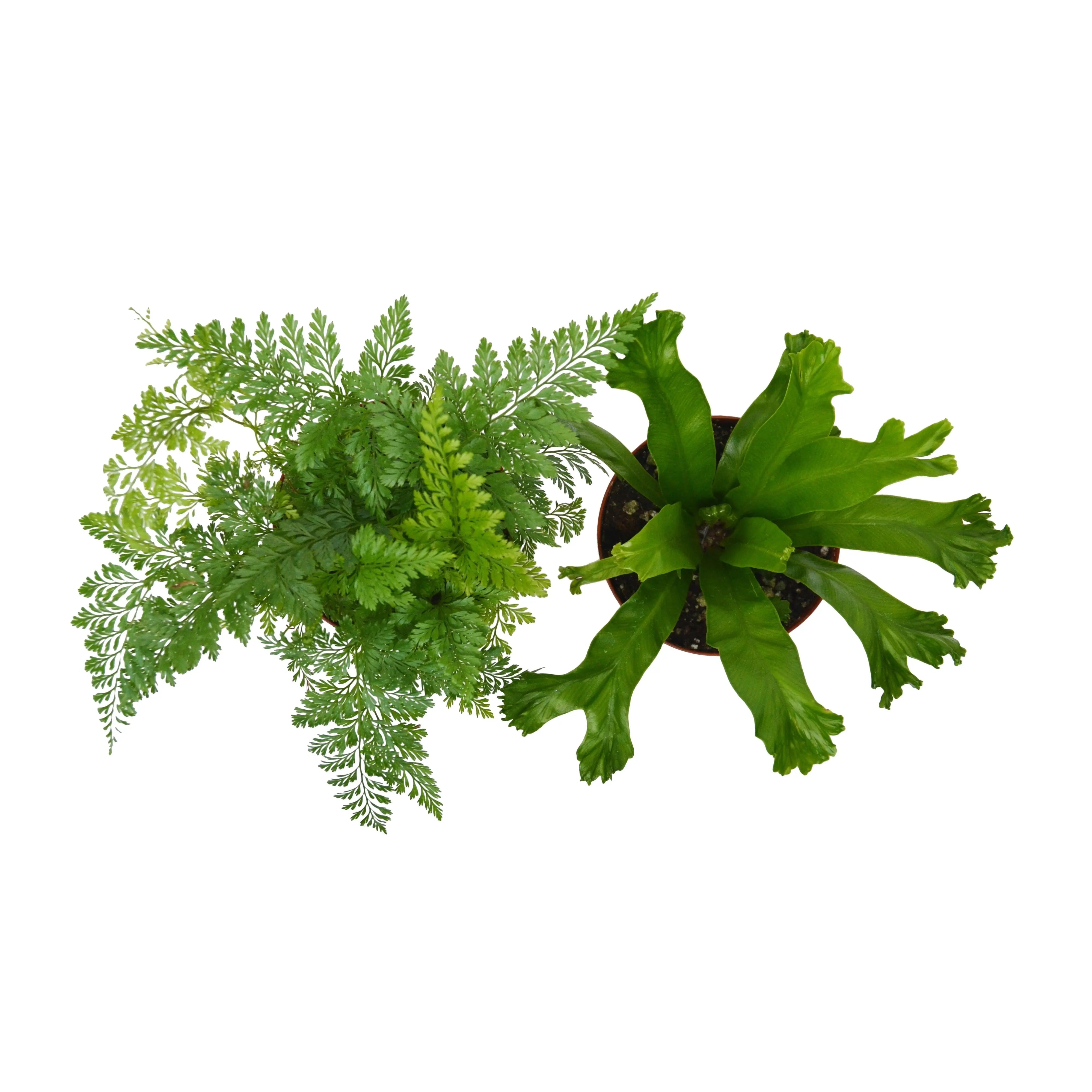 2 Fern Variety Pack - Live Plants - FREE Care Guide - 4