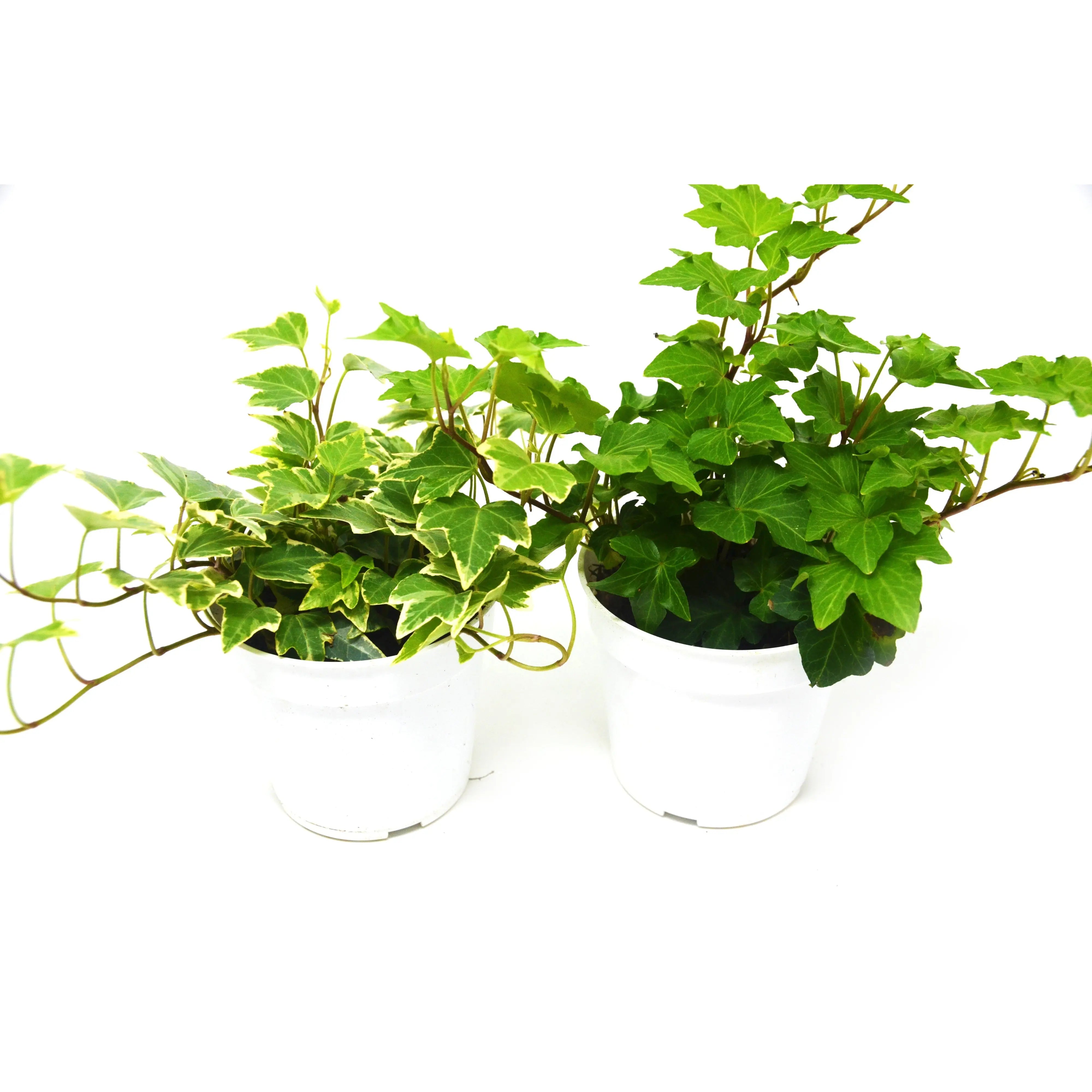 2 English Ivy Variety Pack - Live House Plant - FREE Care Guide - 4