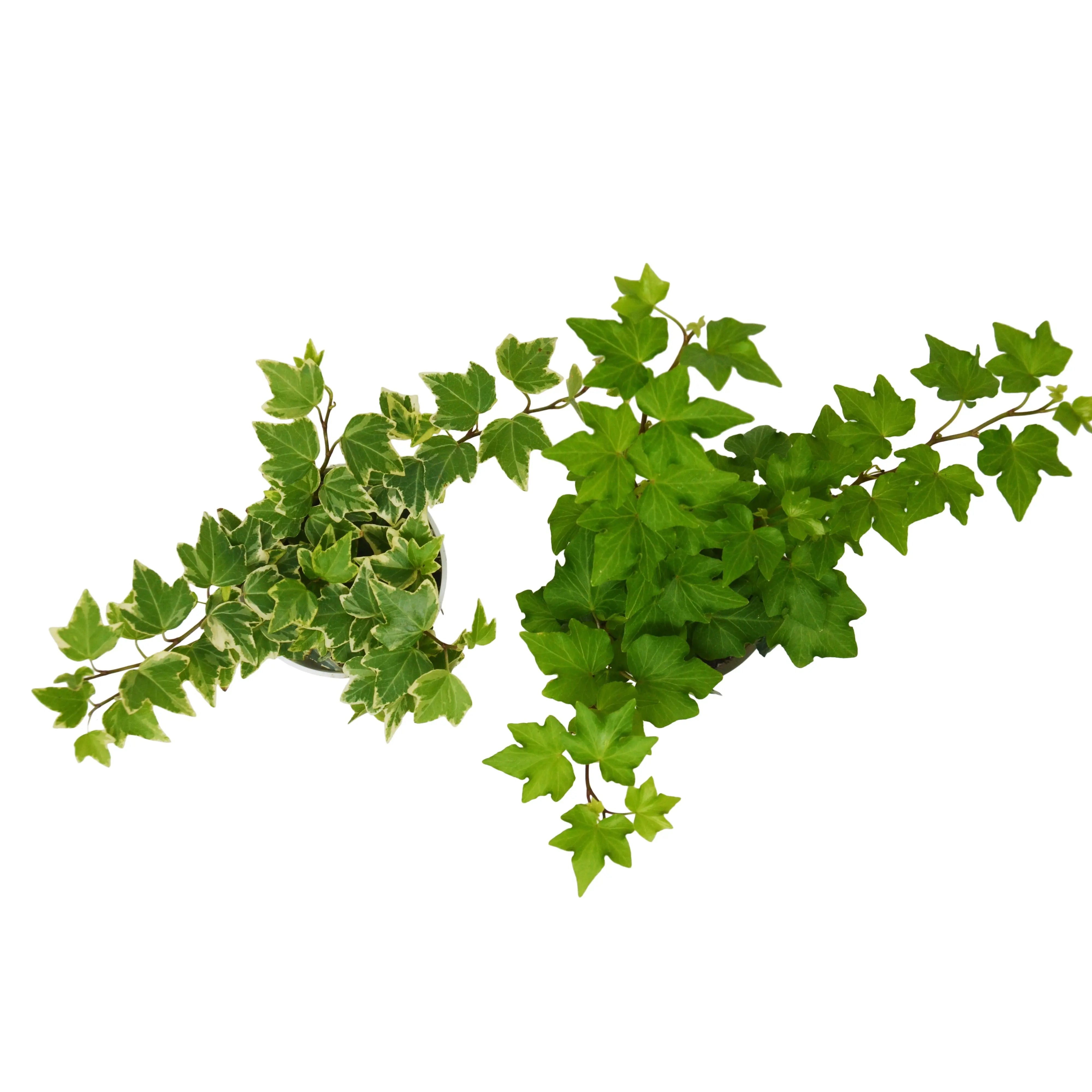 2 English Ivy Variety Pack - Live House Plant - FREE Care Guide - 4