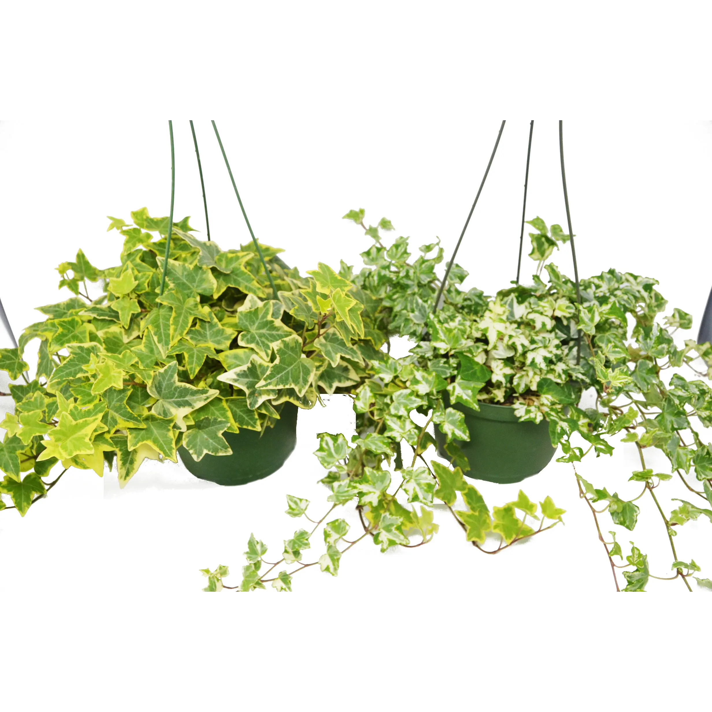2 English Ivy Variety Pack - FREE Care Guide - 6