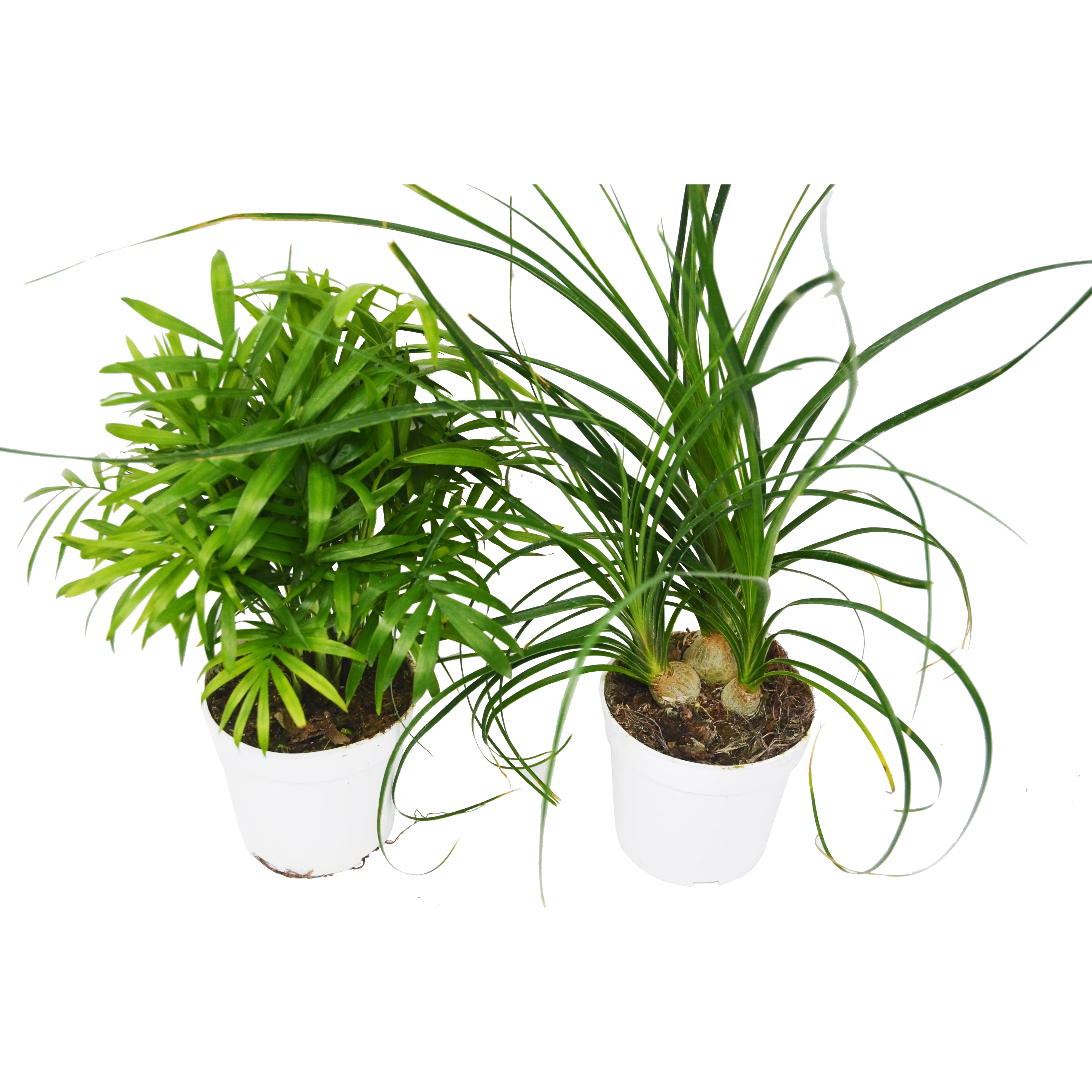 2 Palm Variety Pack / 4