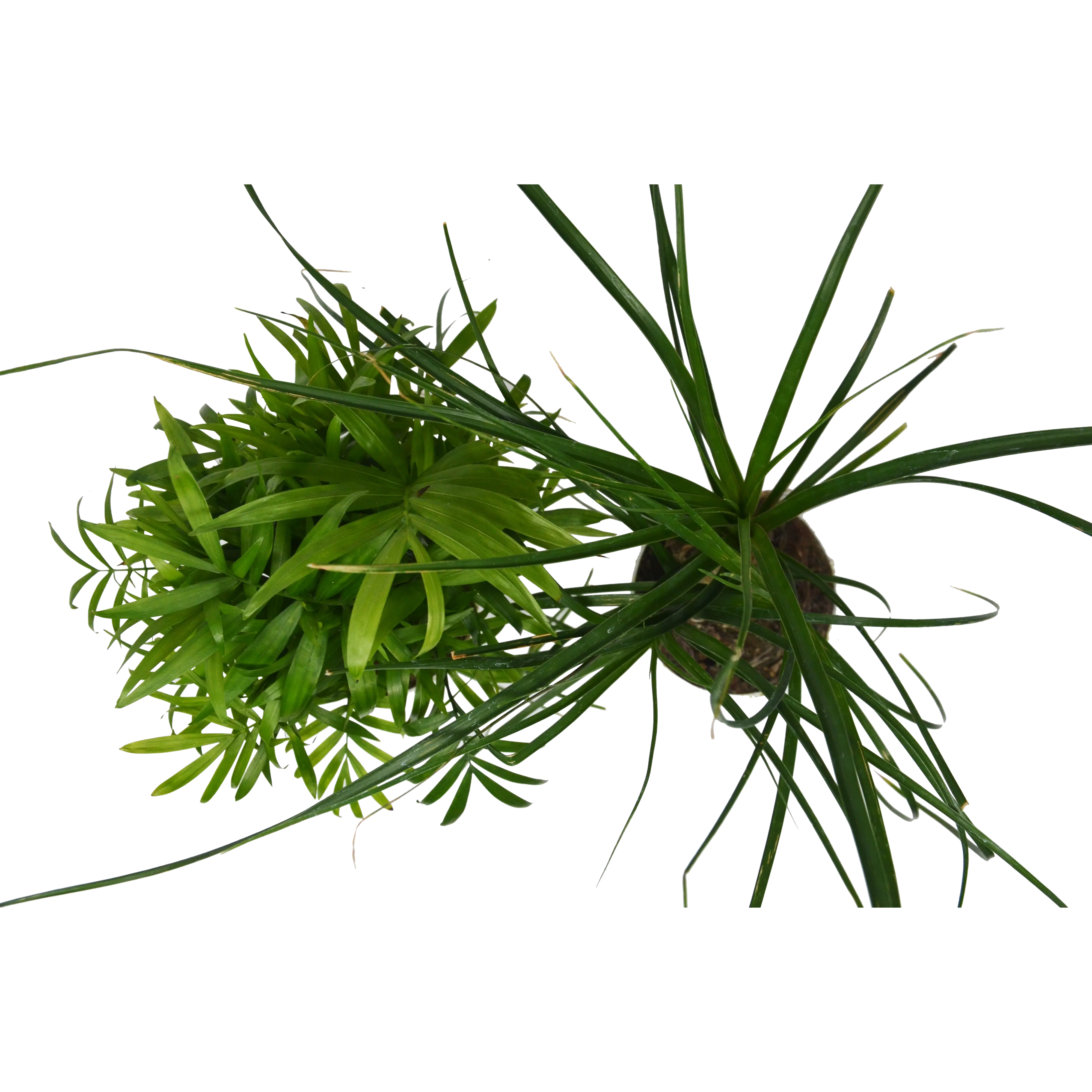 2 Palm Variety Pack / 4