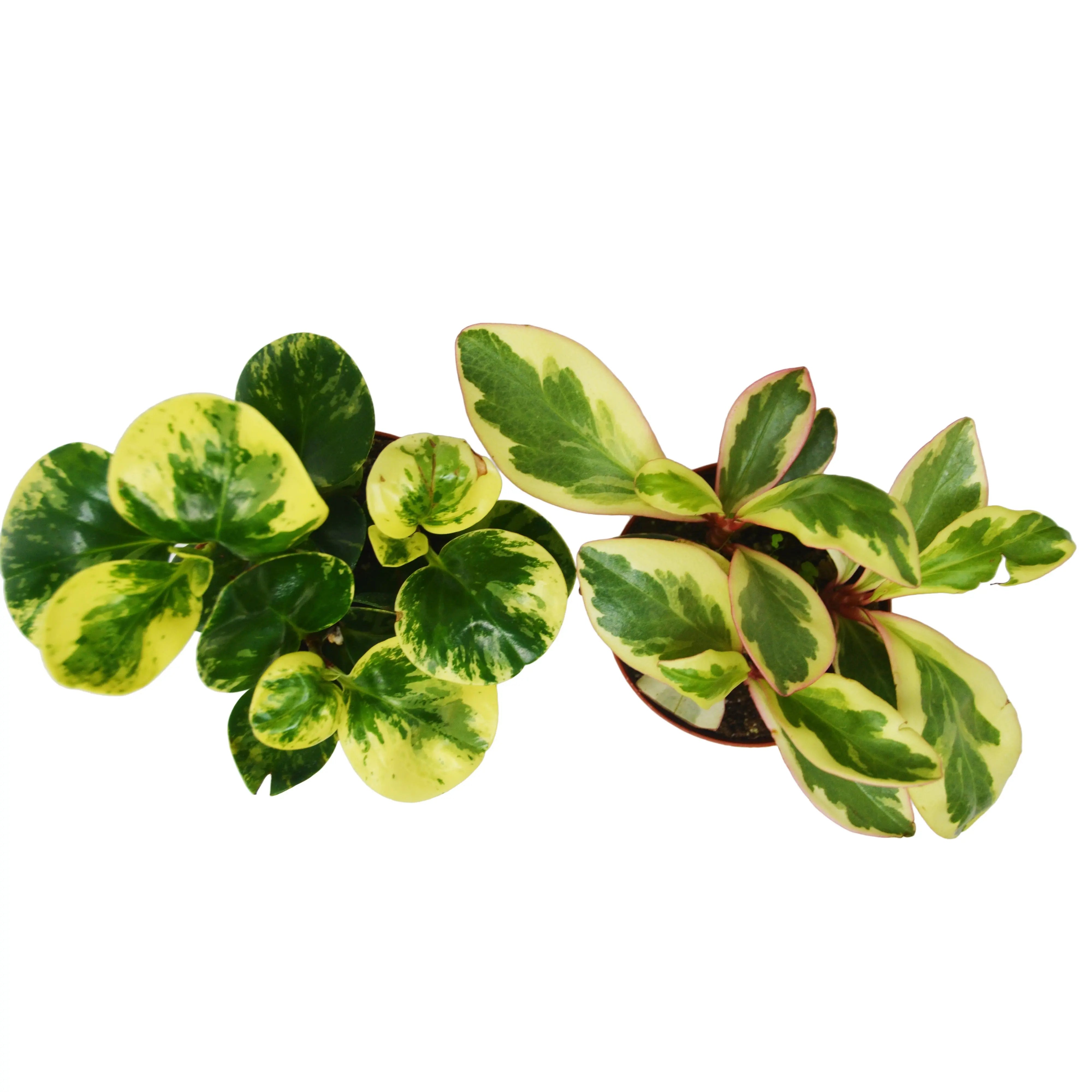 2 Peperomia Plants Variety Pack in 4
