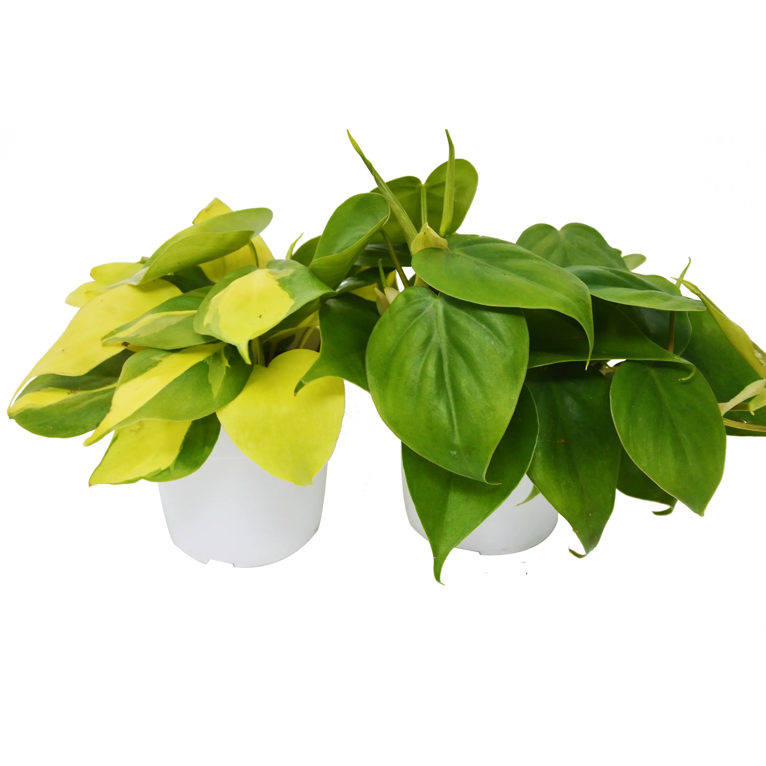 2 Philodendron Variety Pack - 4