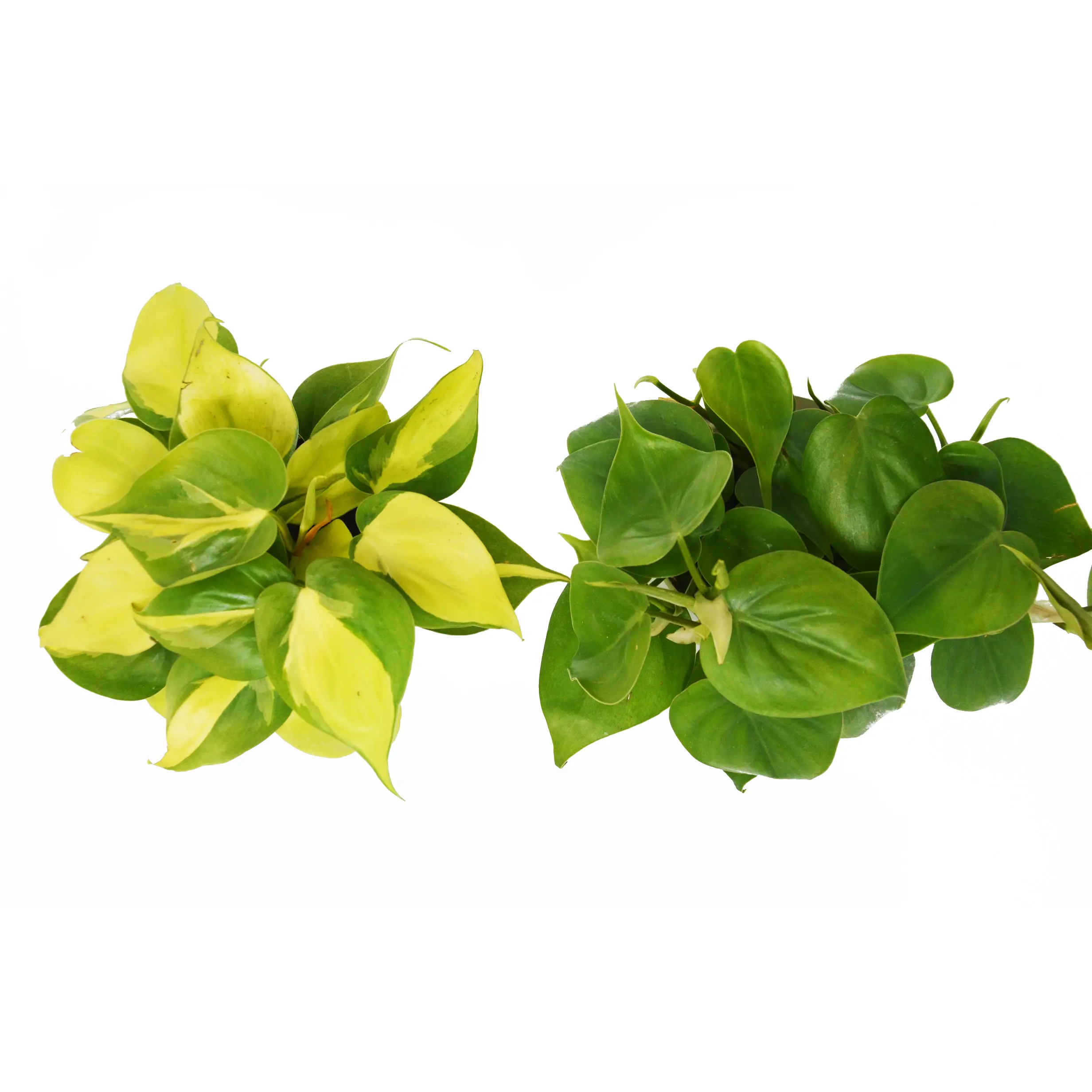 2 Philodendron Variety Pack - 4