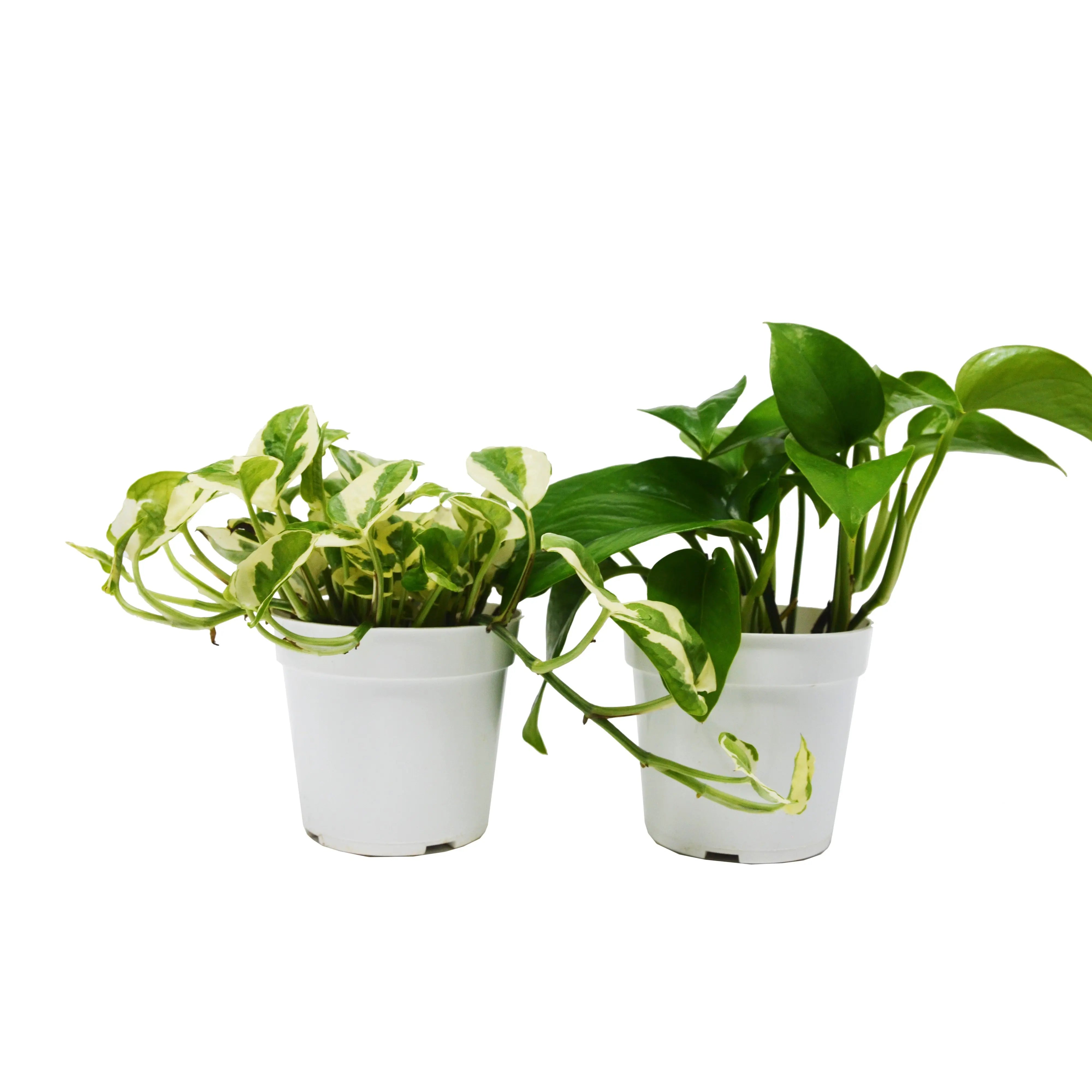 2 Pothos Variety Pack / 4