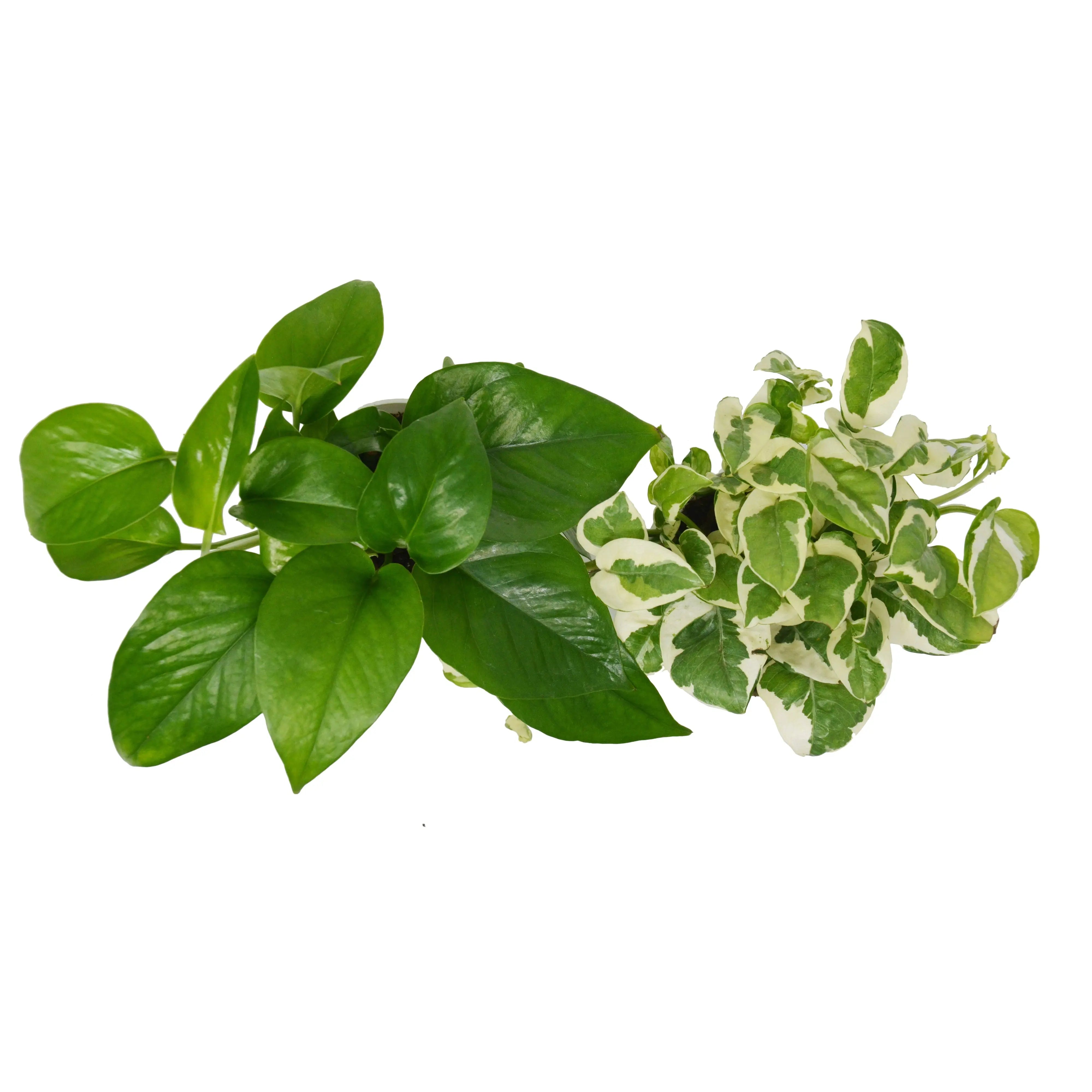 2 Pothos Variety Pack / 4