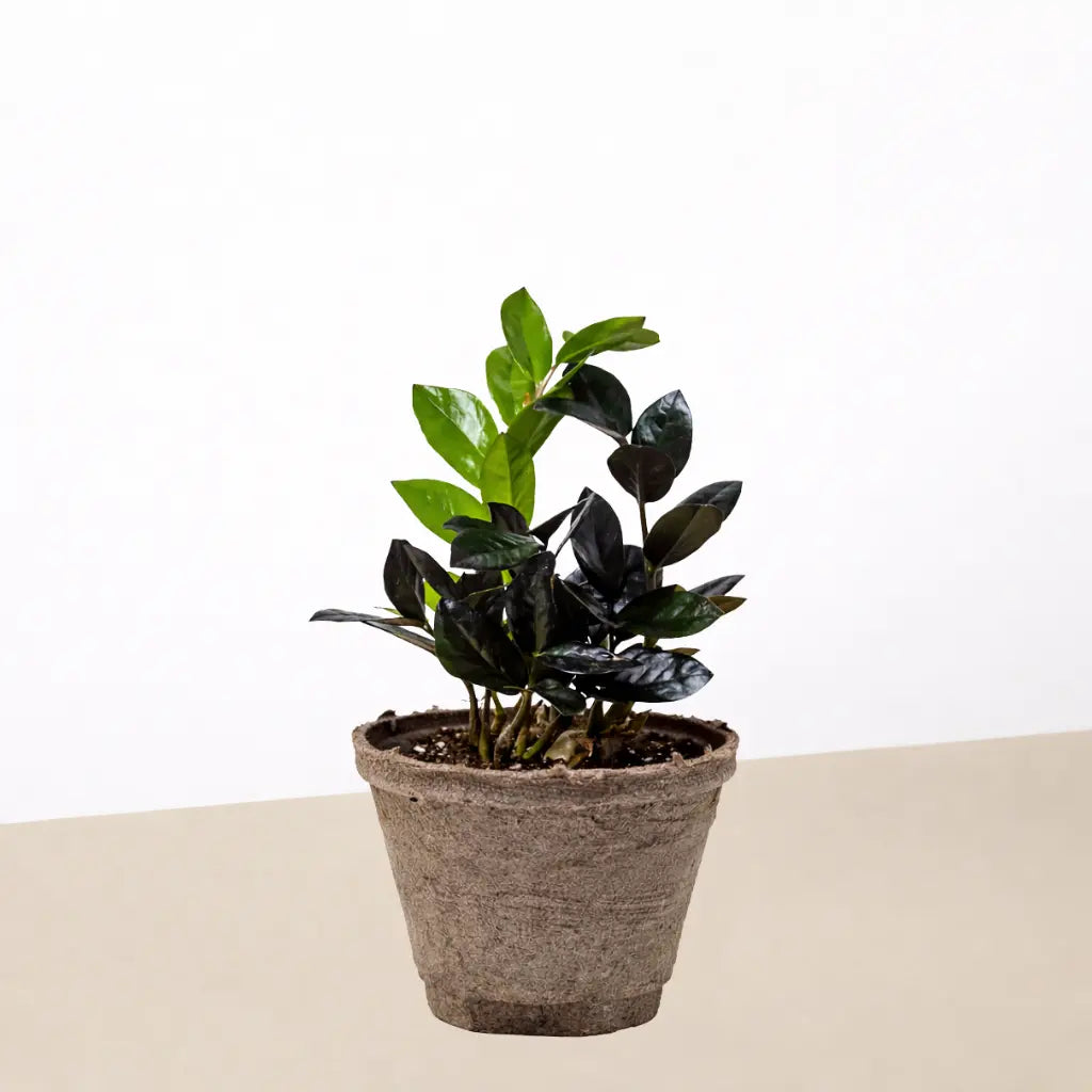 ZZ Zamioculcas 'Black Queen'