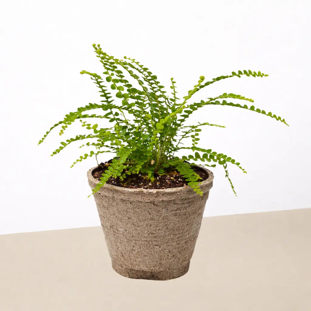 Lemon Button Fern