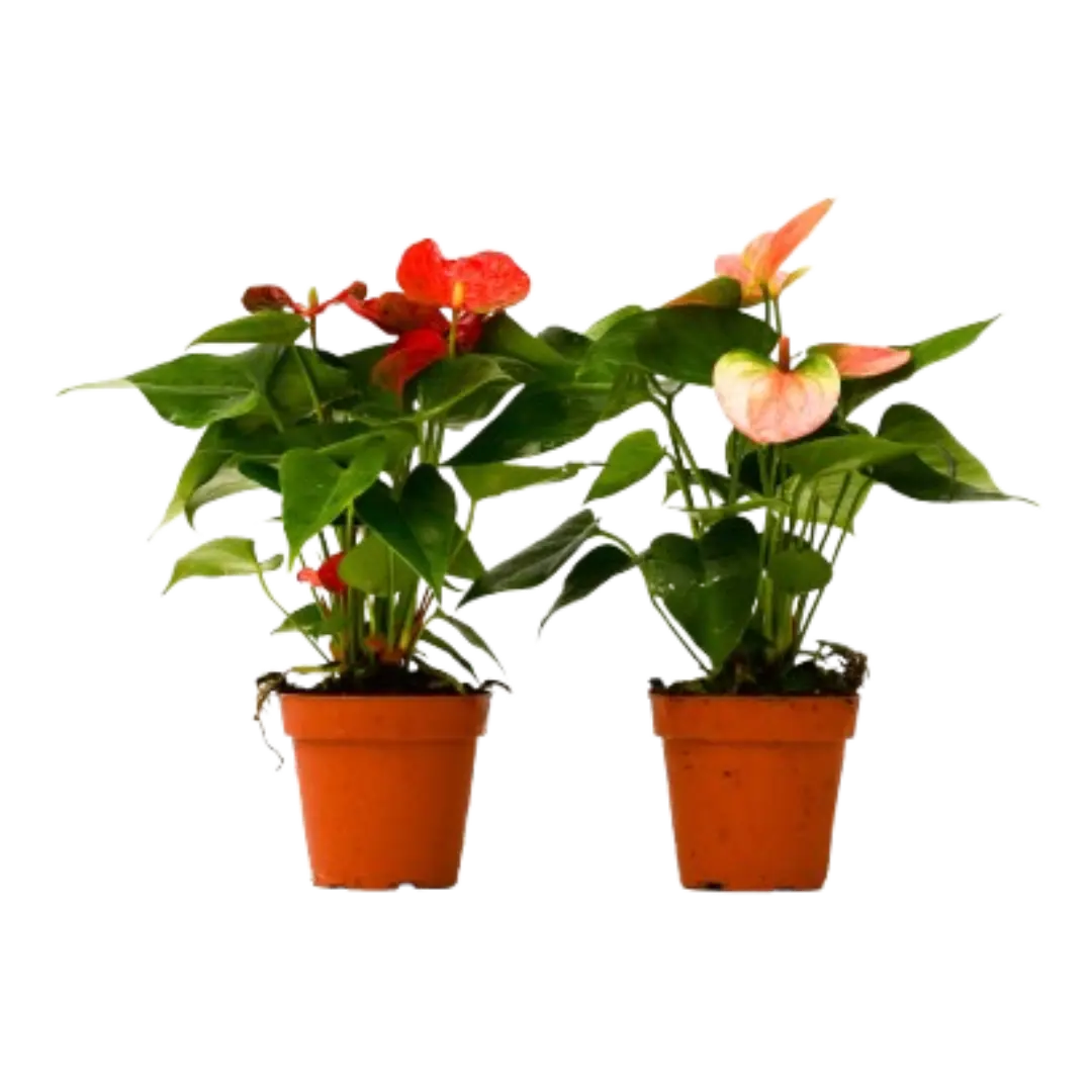 2 Anthurium Variety Pack - 4