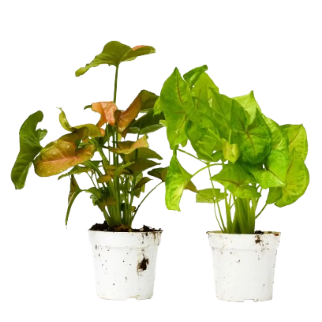 2 Syngonium Variety (Arrowhead Plant) / 4