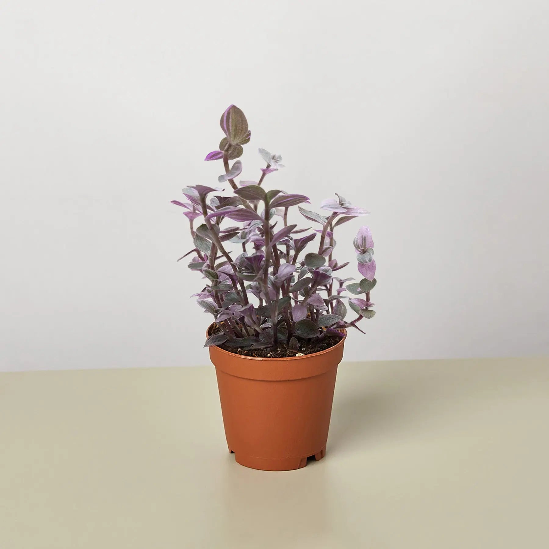 Tradescantia Callisia 'Pink Panther'
