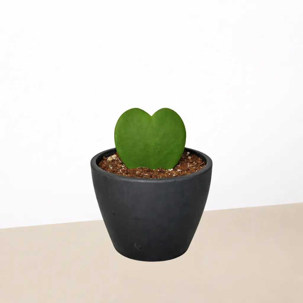 Hoya 'Sweetheart'