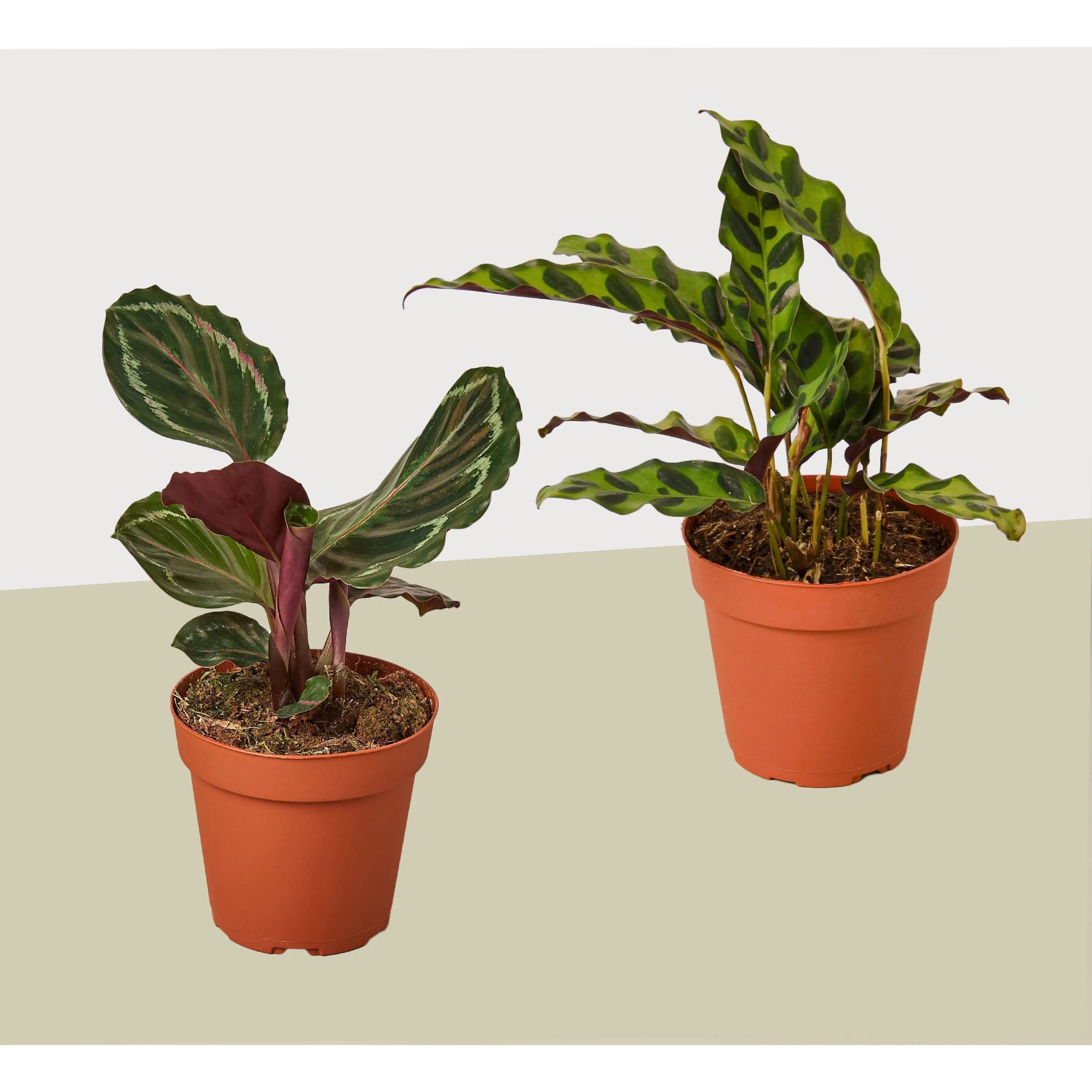 2 Calathea Plant Variety Pack - 4