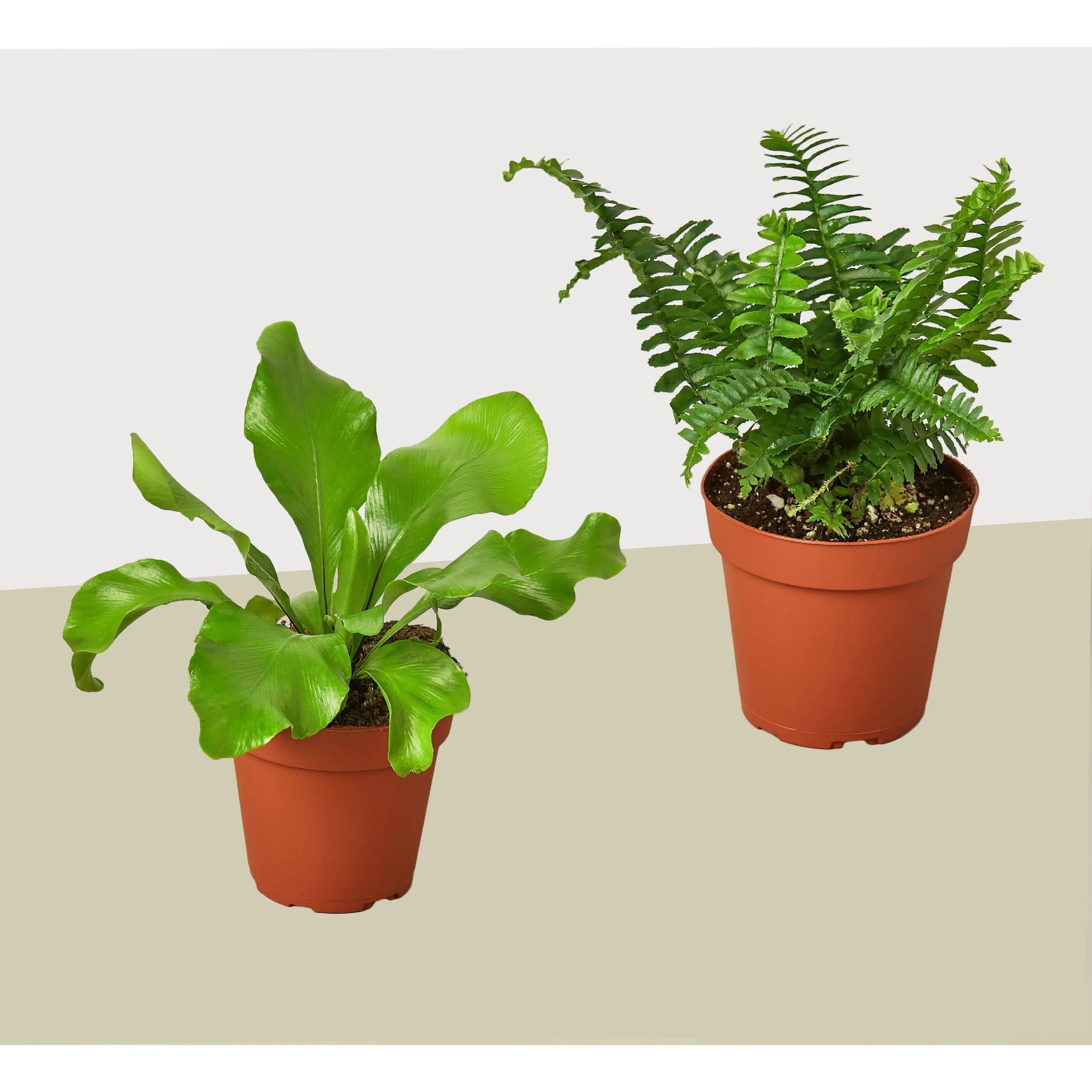 2 Fern Variety Pack - Live Plants - FREE Care Guide - 4