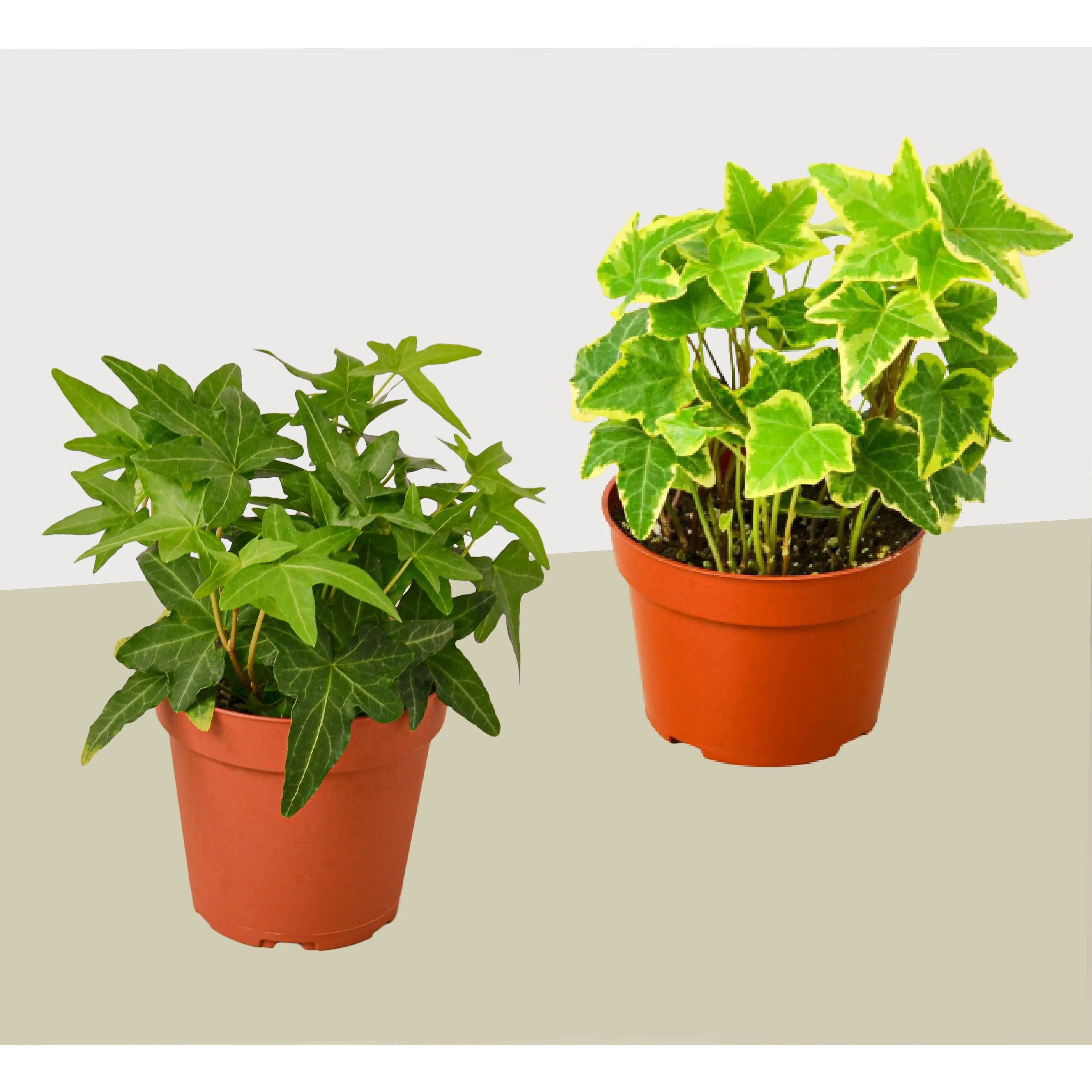 2 English Ivy Variety Pack - Live House Plant - FREE Care Guide - 4