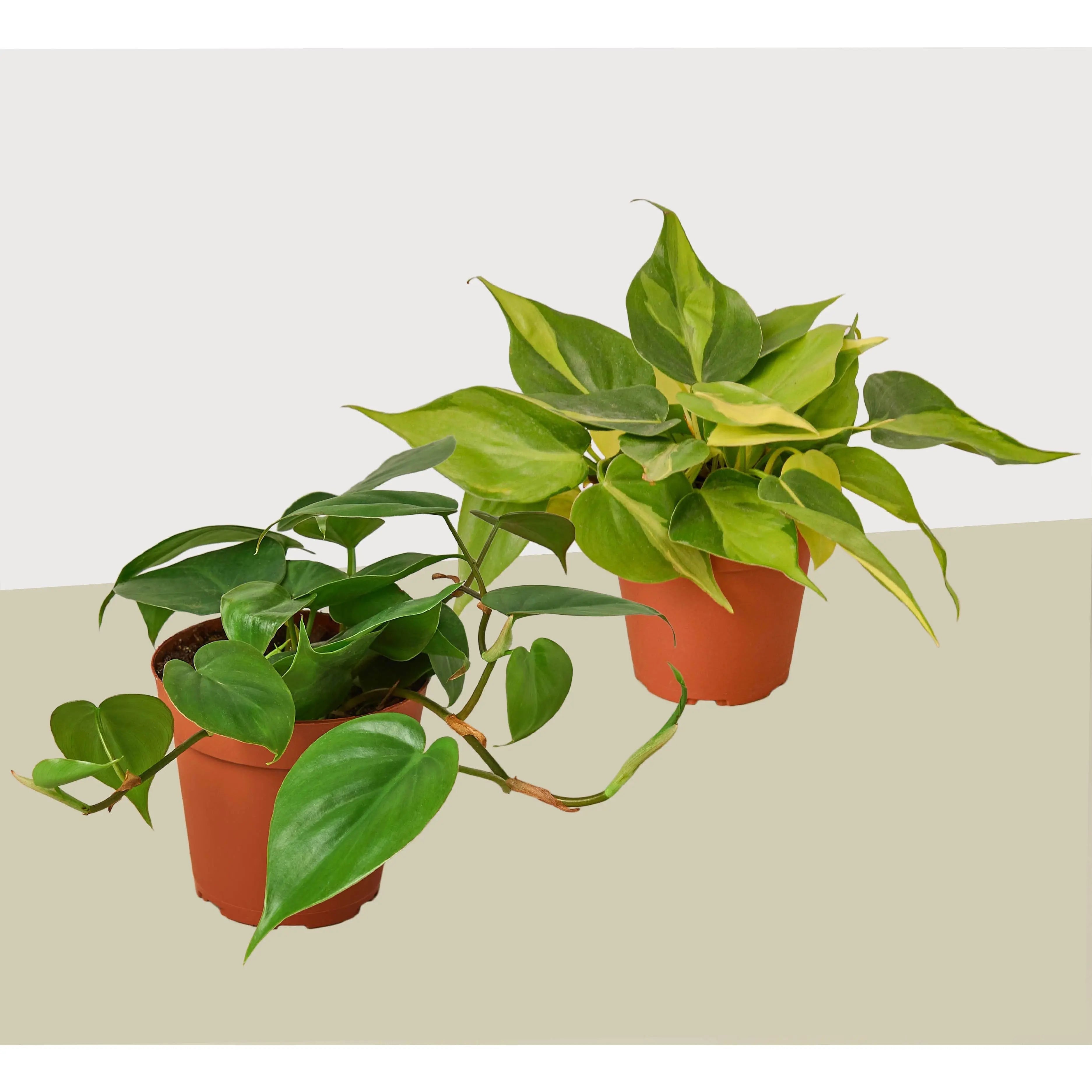 2 Philodendron Variety Pack - 4