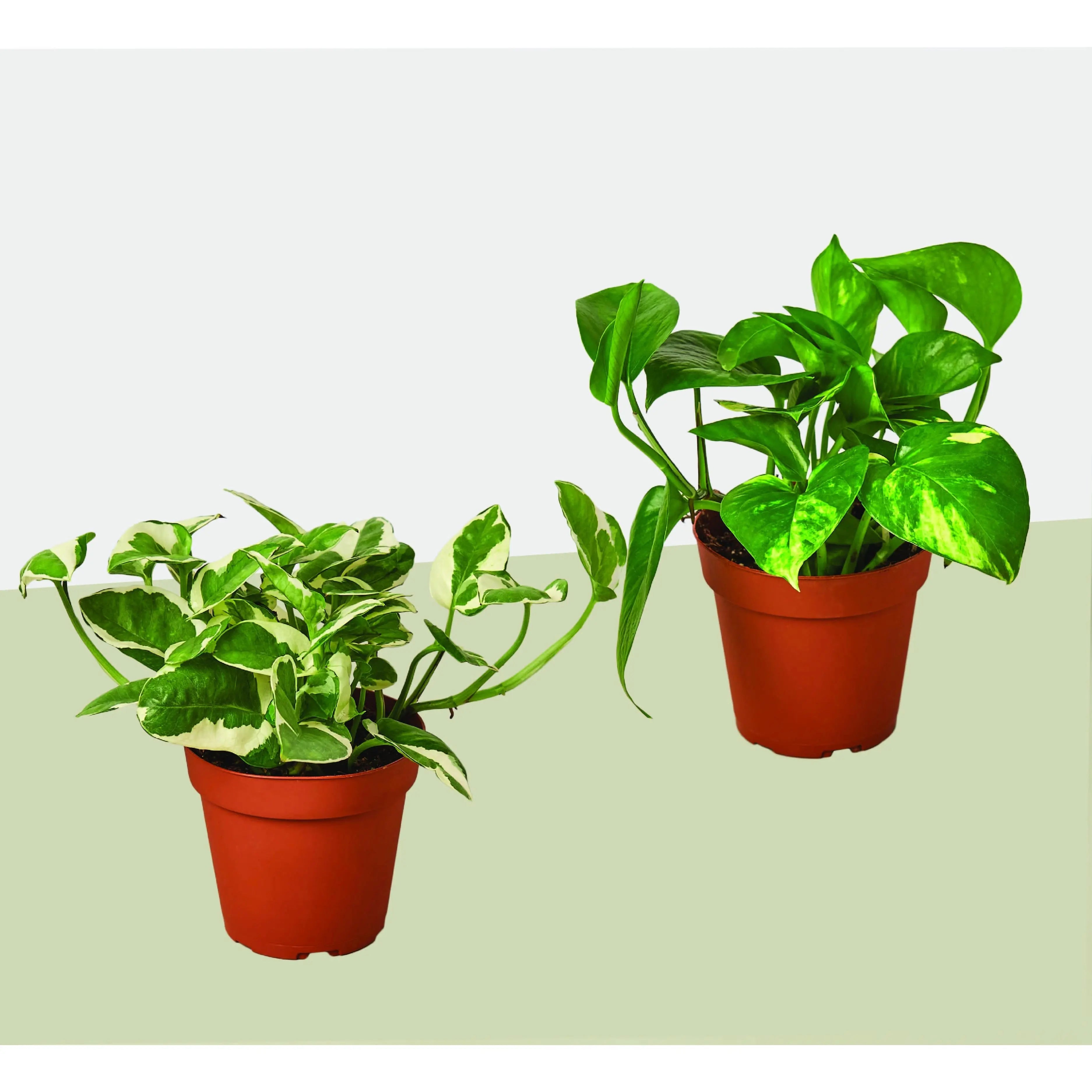 2 Pothos Variety Pack / 4