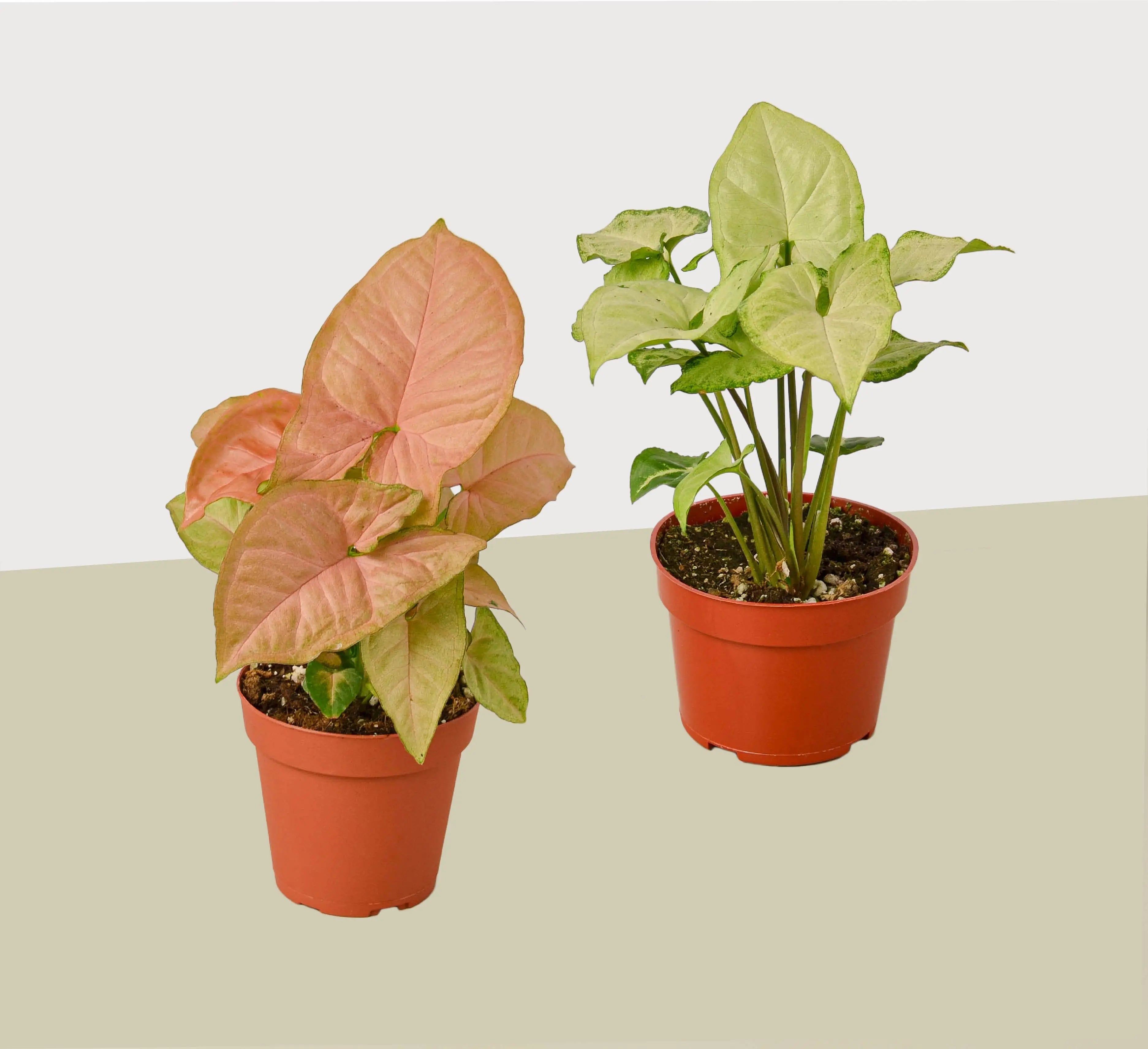 2 Syngonium Variety (Arrowhead Plant) / 4