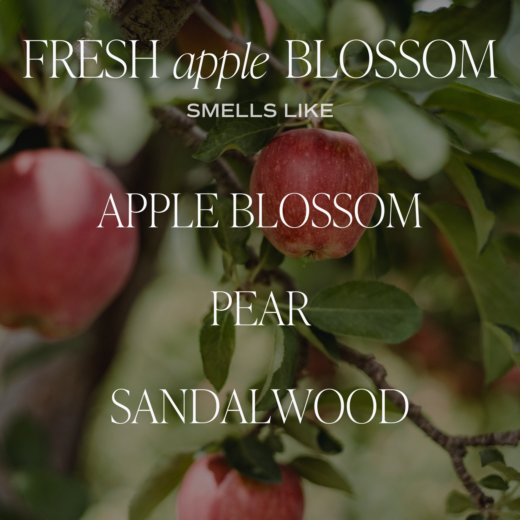 Sweet Water Decor - Fresh Apple Blossom 11 oz Soy Candle - Home Decor & Gifts