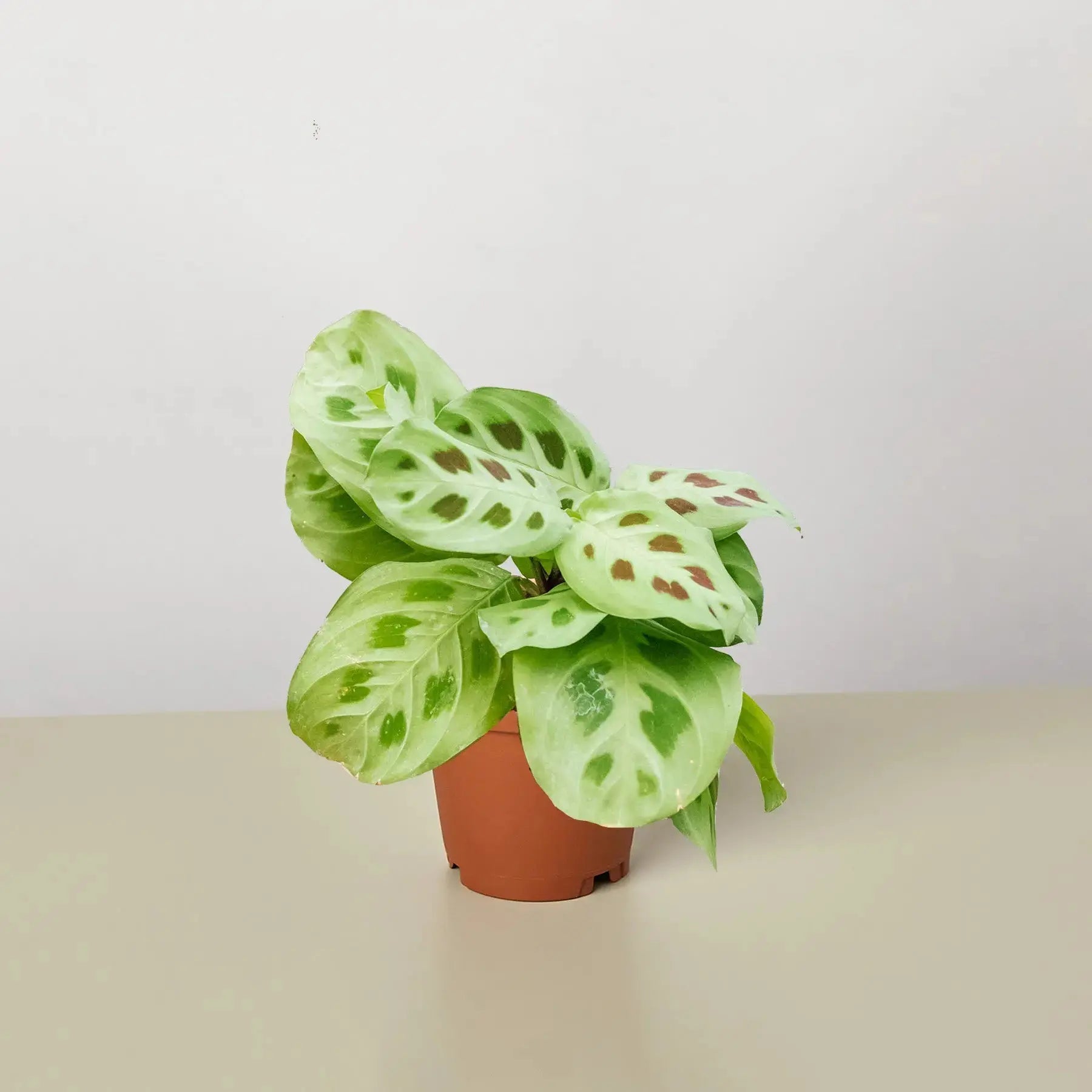 Prayer Plant (Maranta Leuconeura) – Live Indoor Houseplant