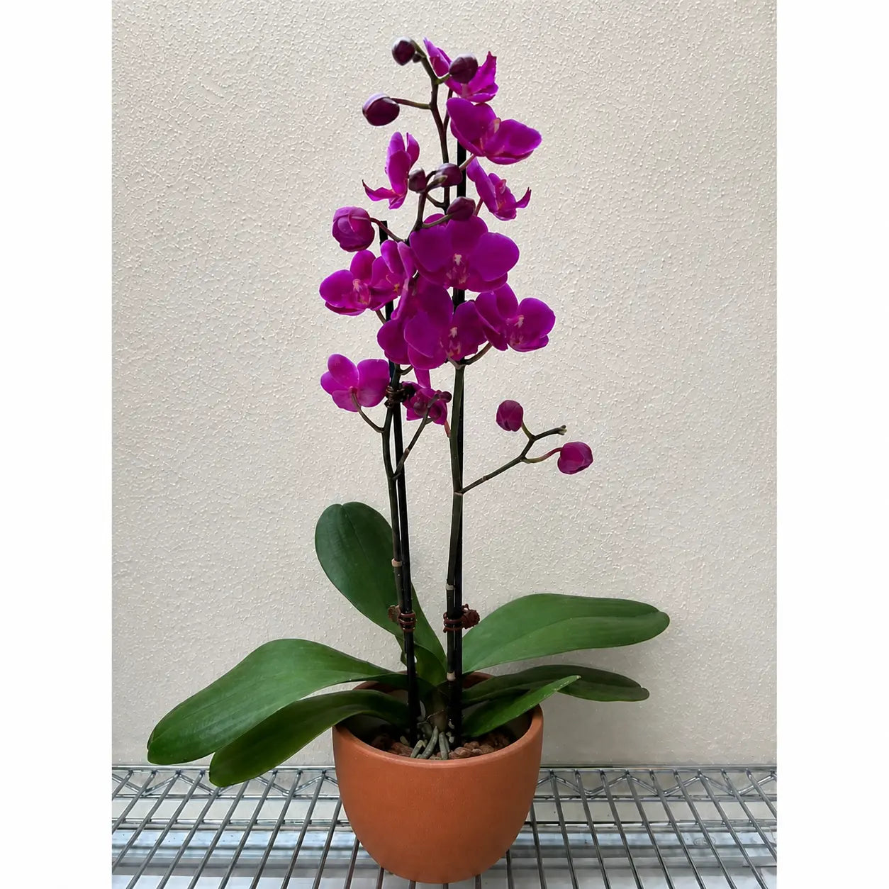Orchid 'Purple Phalaenopsis'