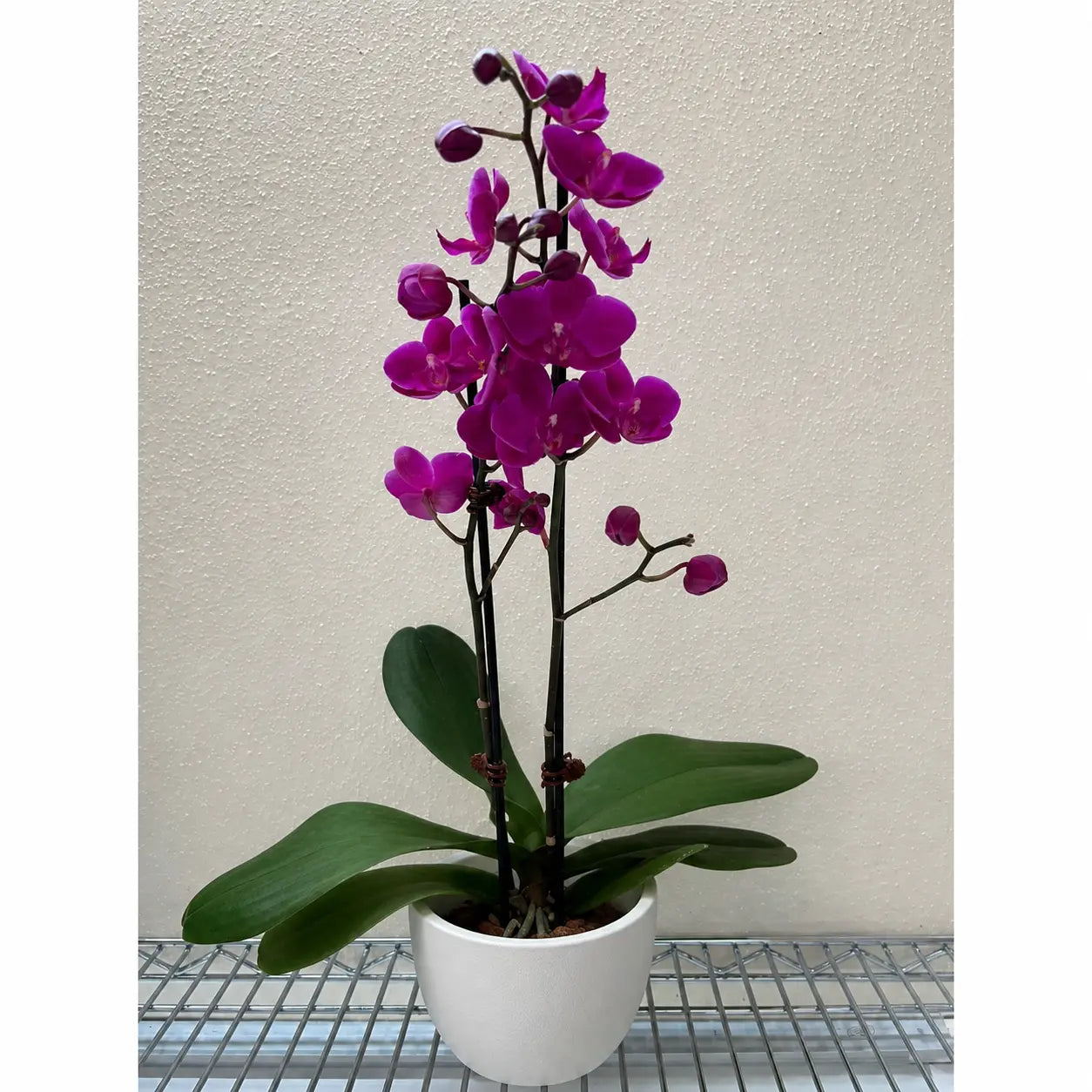 Orchid 'Purple Phalaenopsis'