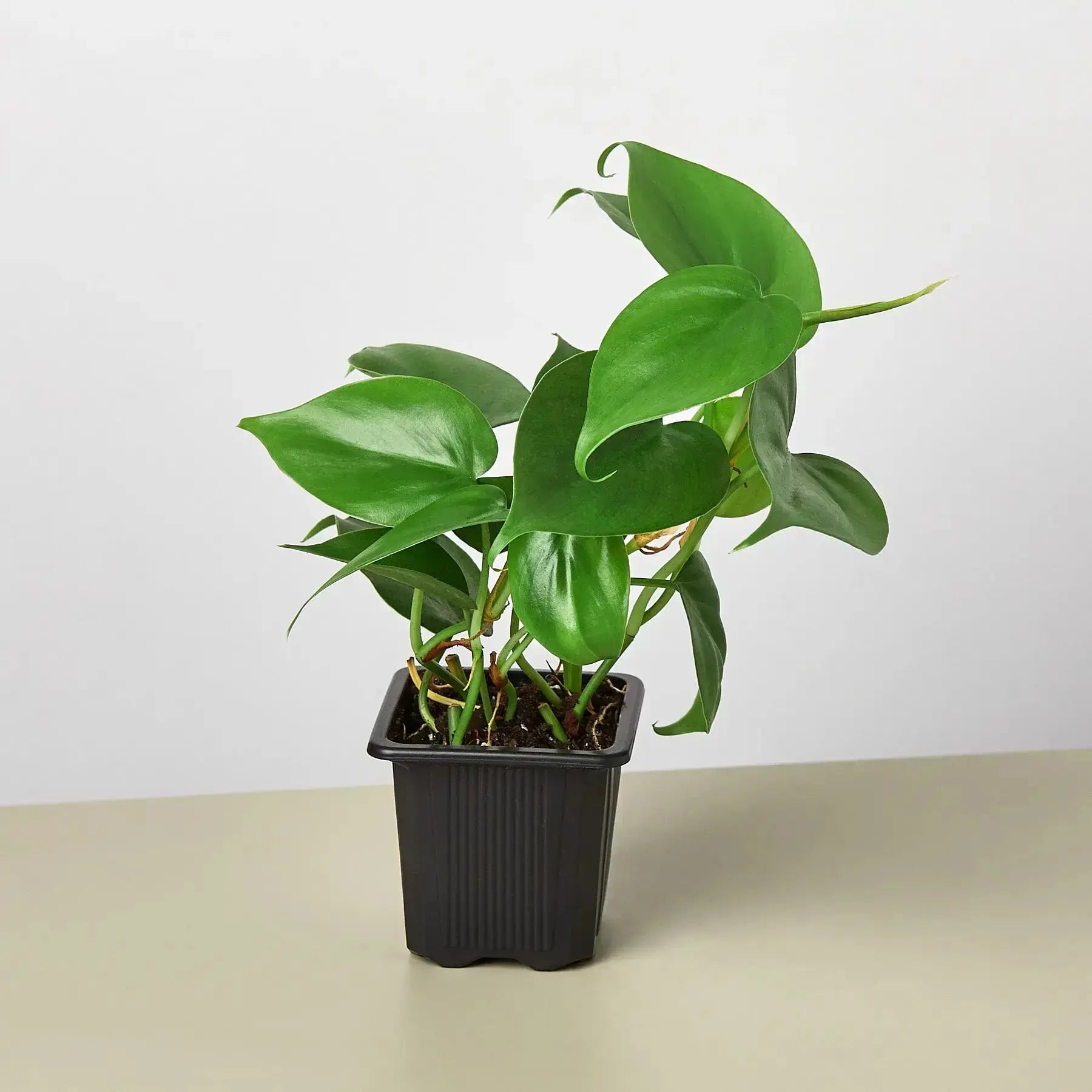 Philodendron Cordatum 'Heartleaf' - Easy-Care Trailing Houseplant