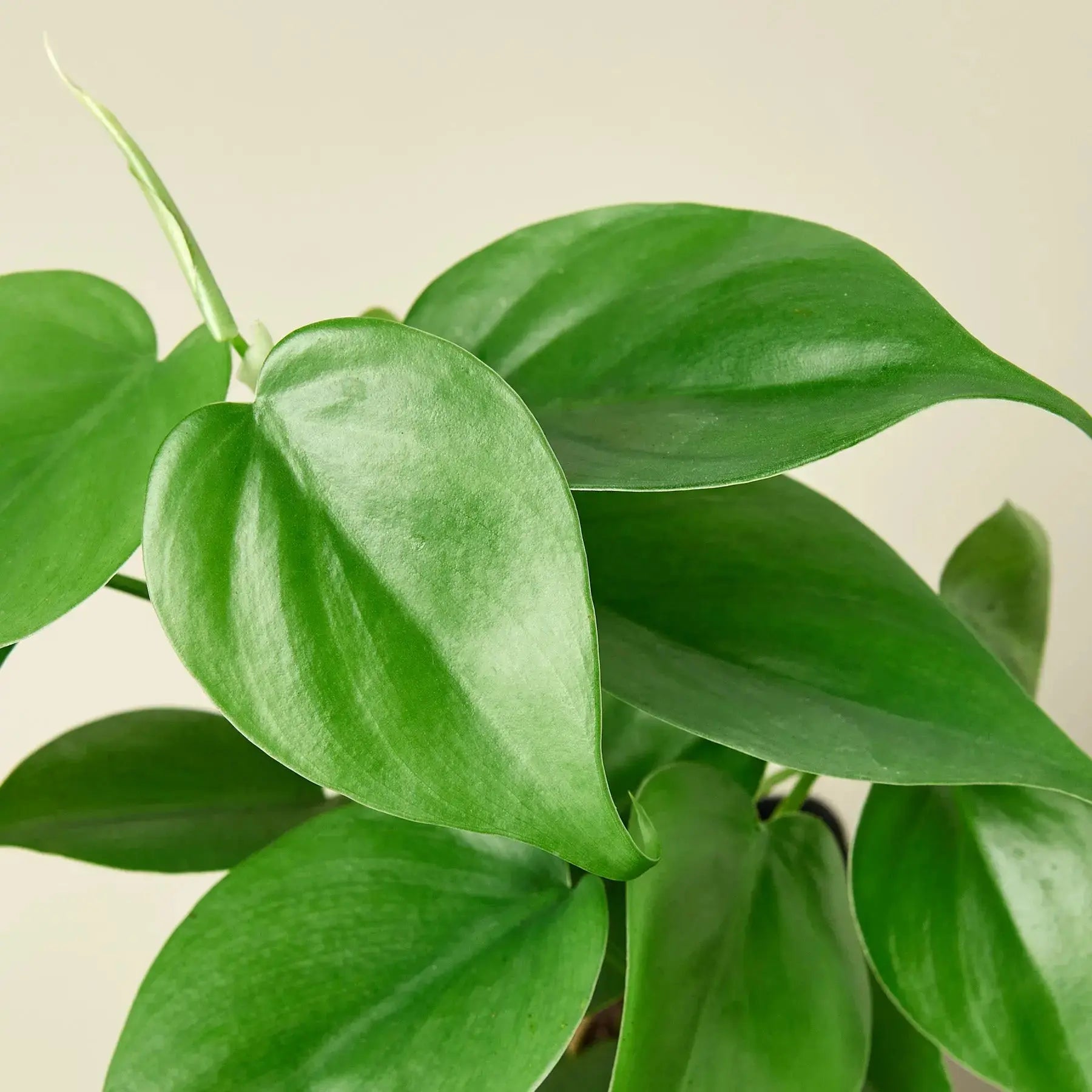 Philodendron Cordatum 'Heartleaf' - Easy-Care Trailing Houseplant