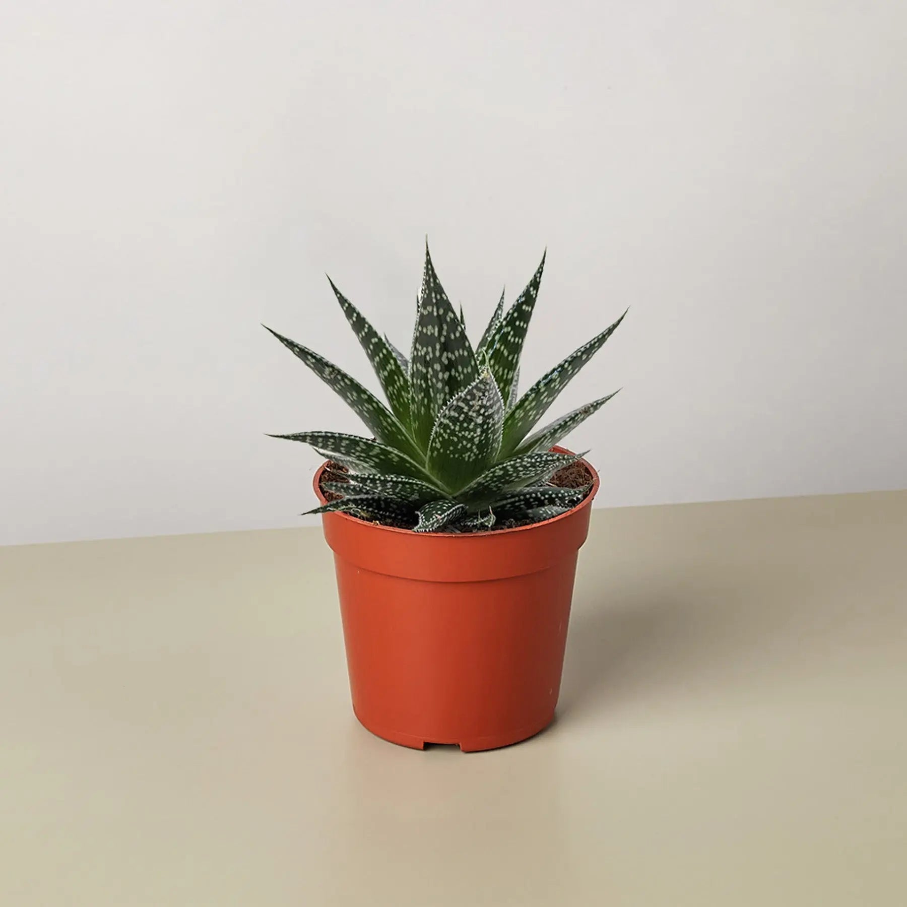 Succulent Gasteria Durban
