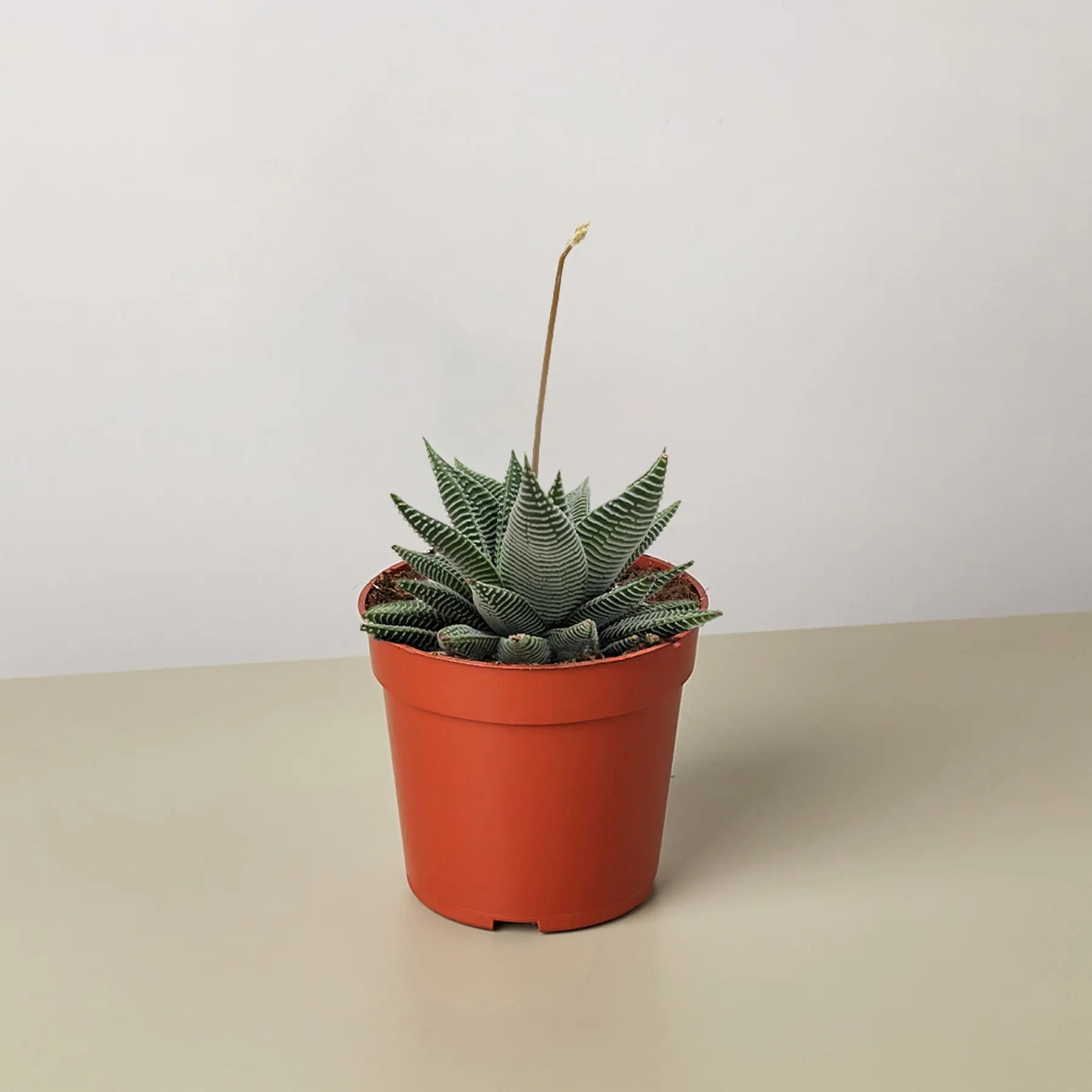 Succulent Haworthia Miami