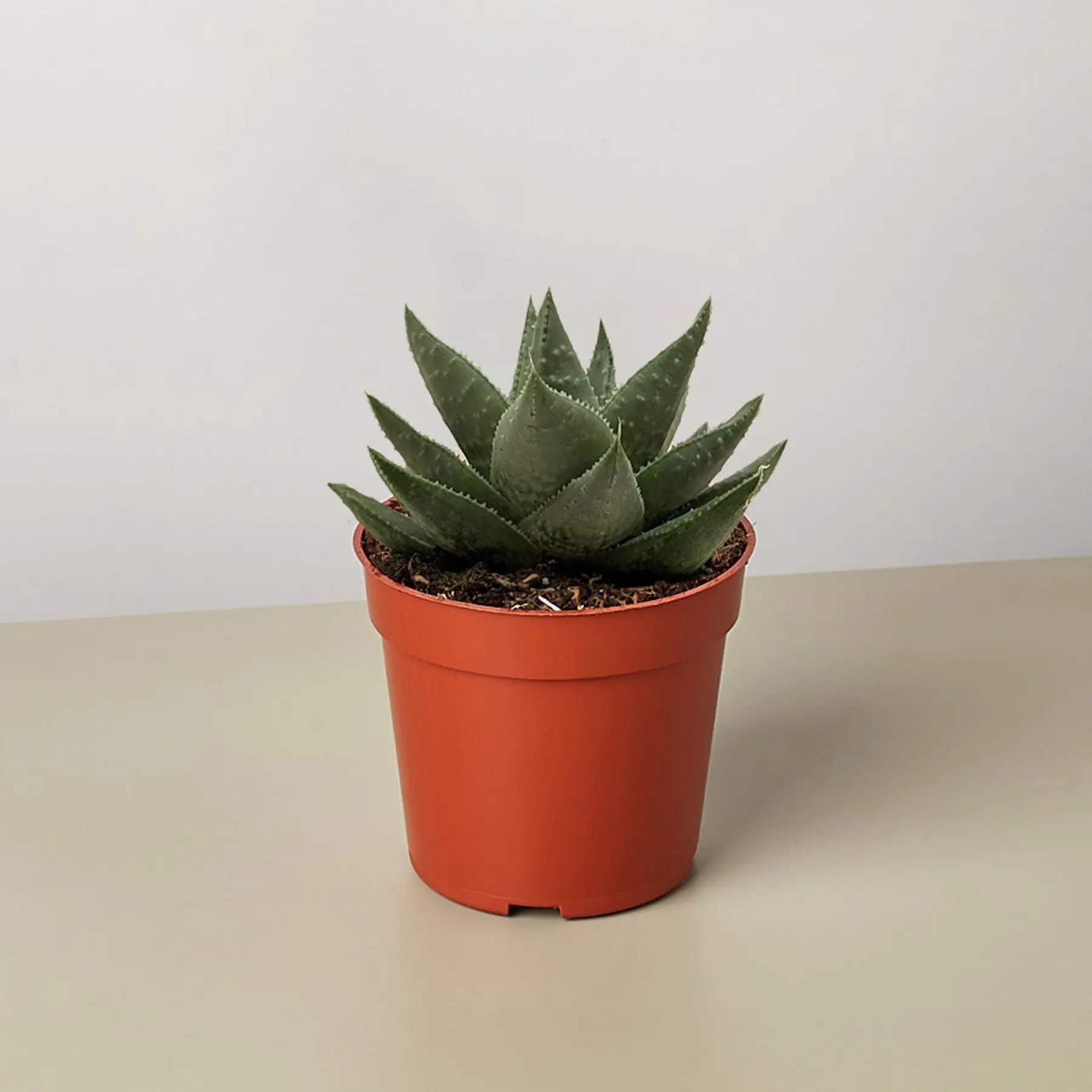 Succulent Haworthia Savanna