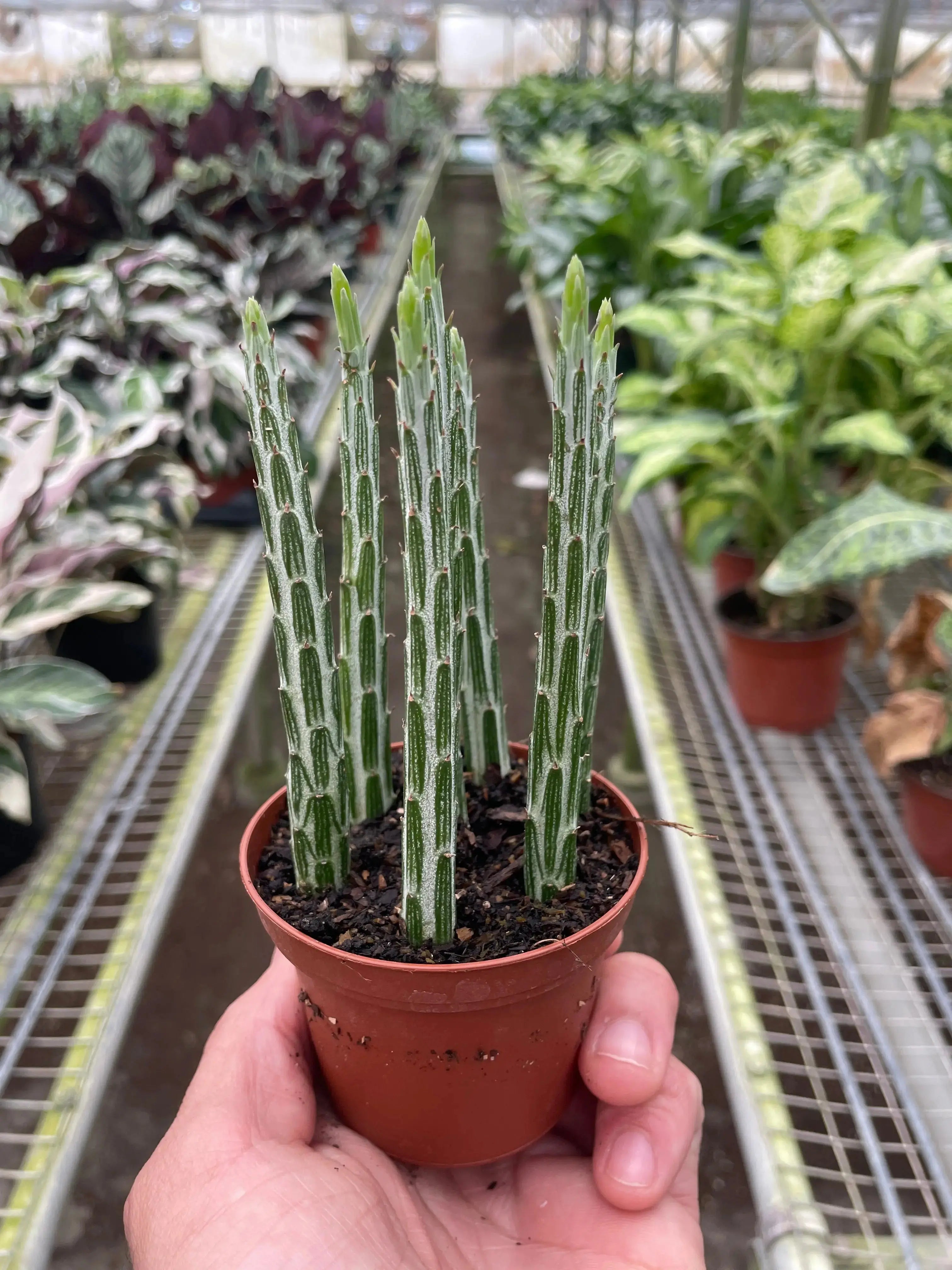 Pickle Plant (Senecio Stapeliiformis) – Live Succulent