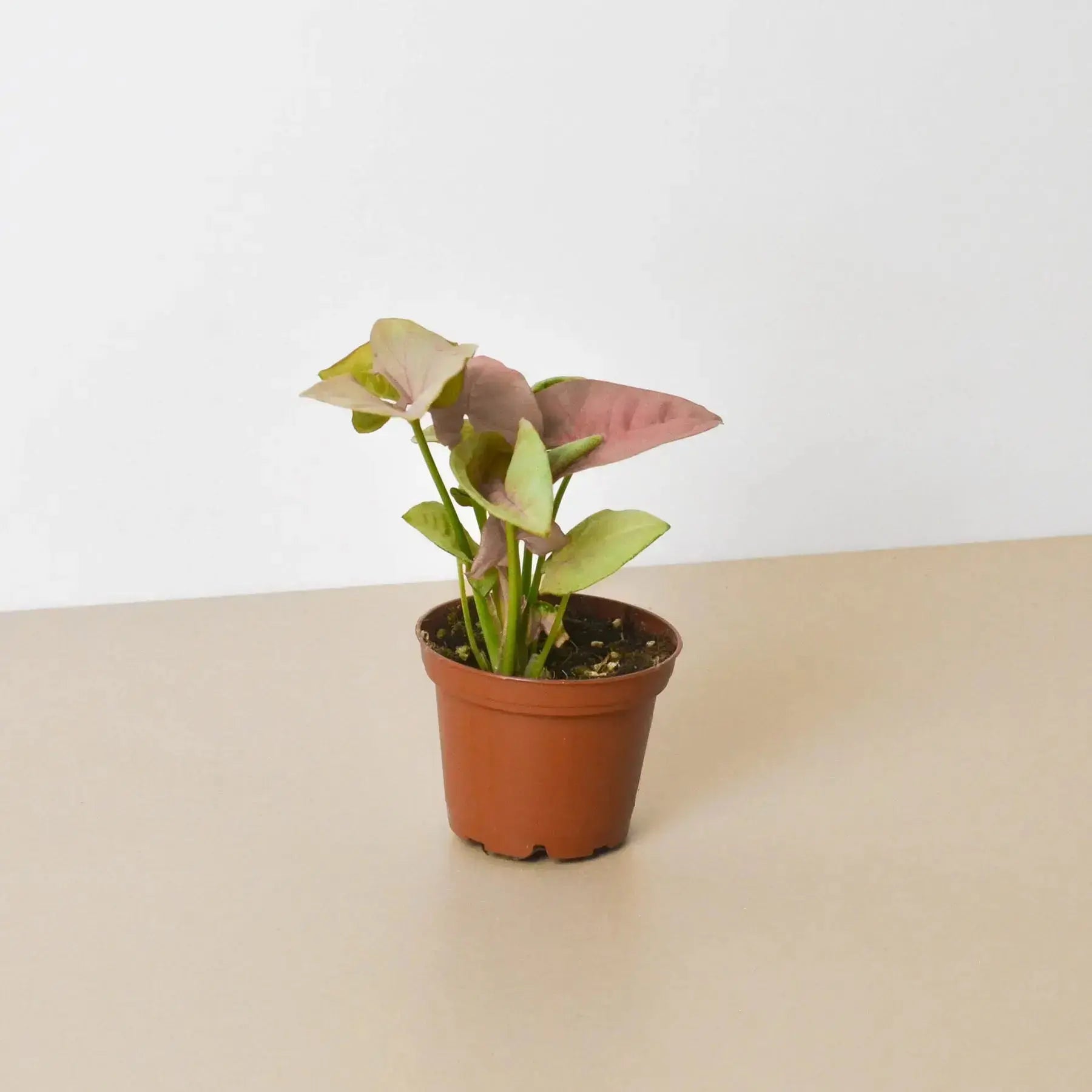 Syngonium 'Strawberry' – Pink Arrowhead Plant