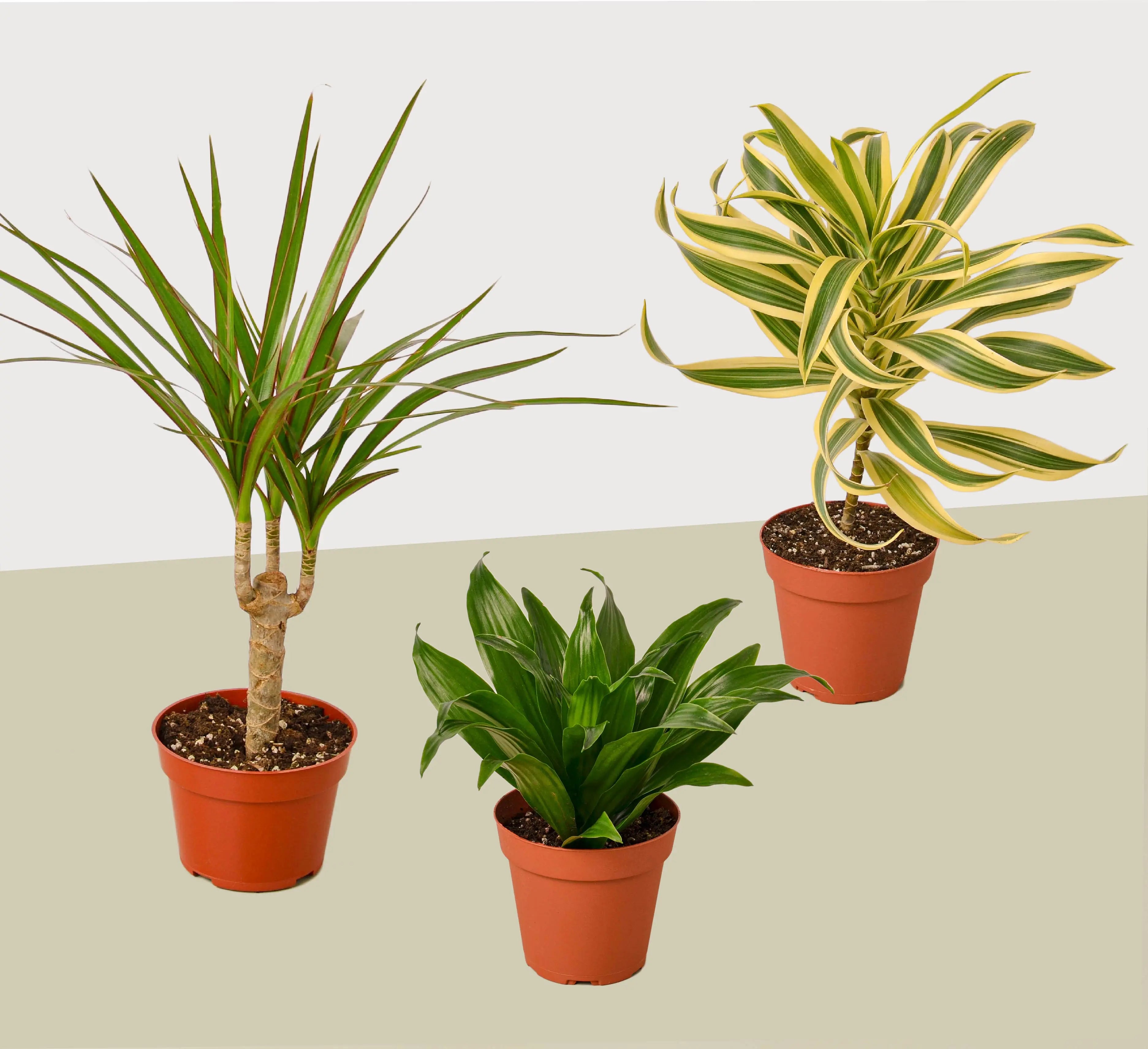 3 Different Dracaenas Variety Pack - Live House Plant - FREE Care Guide - 4