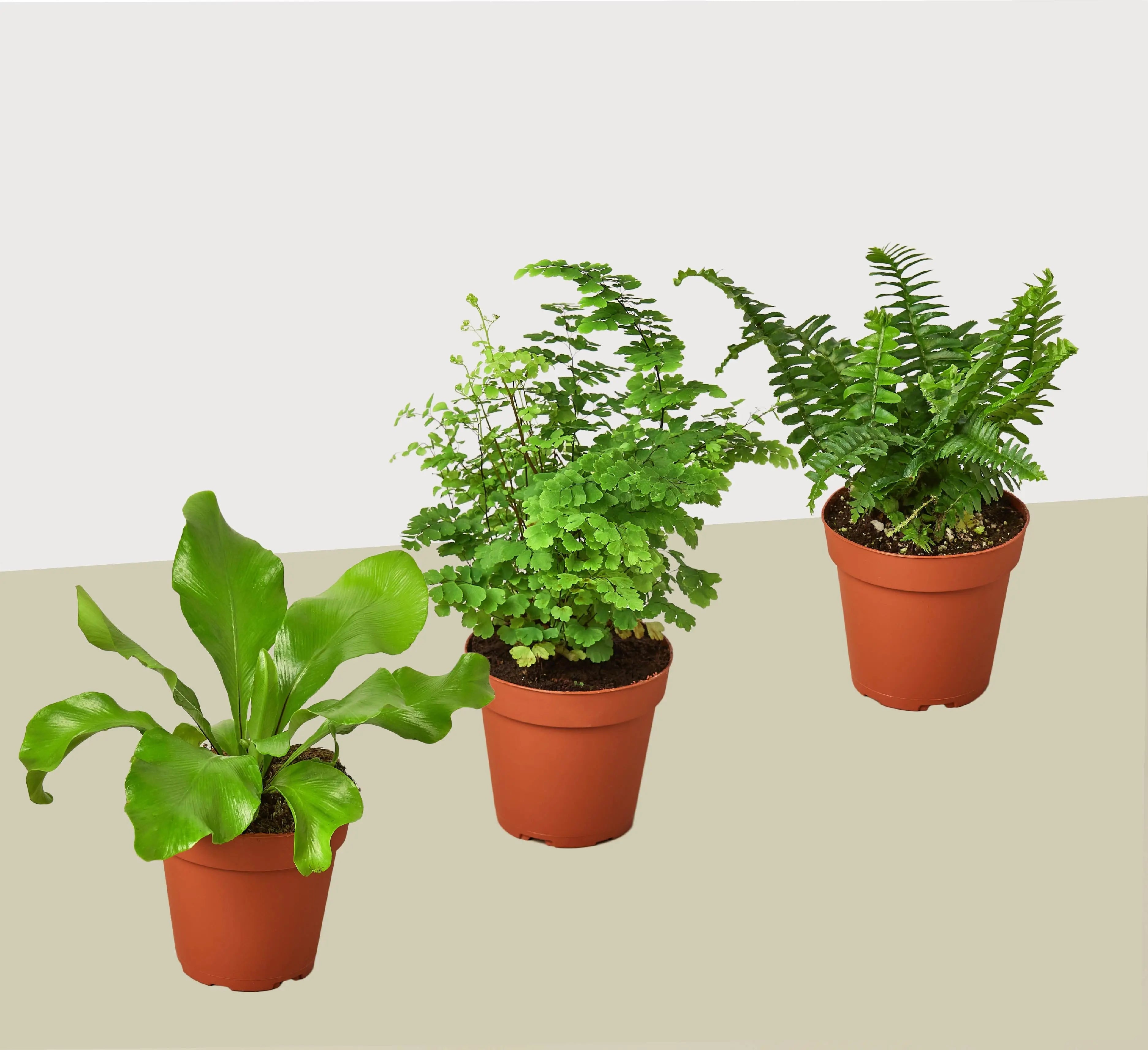 3 Fern Variety Pack - Live Plants - FREE Care Guide - 4