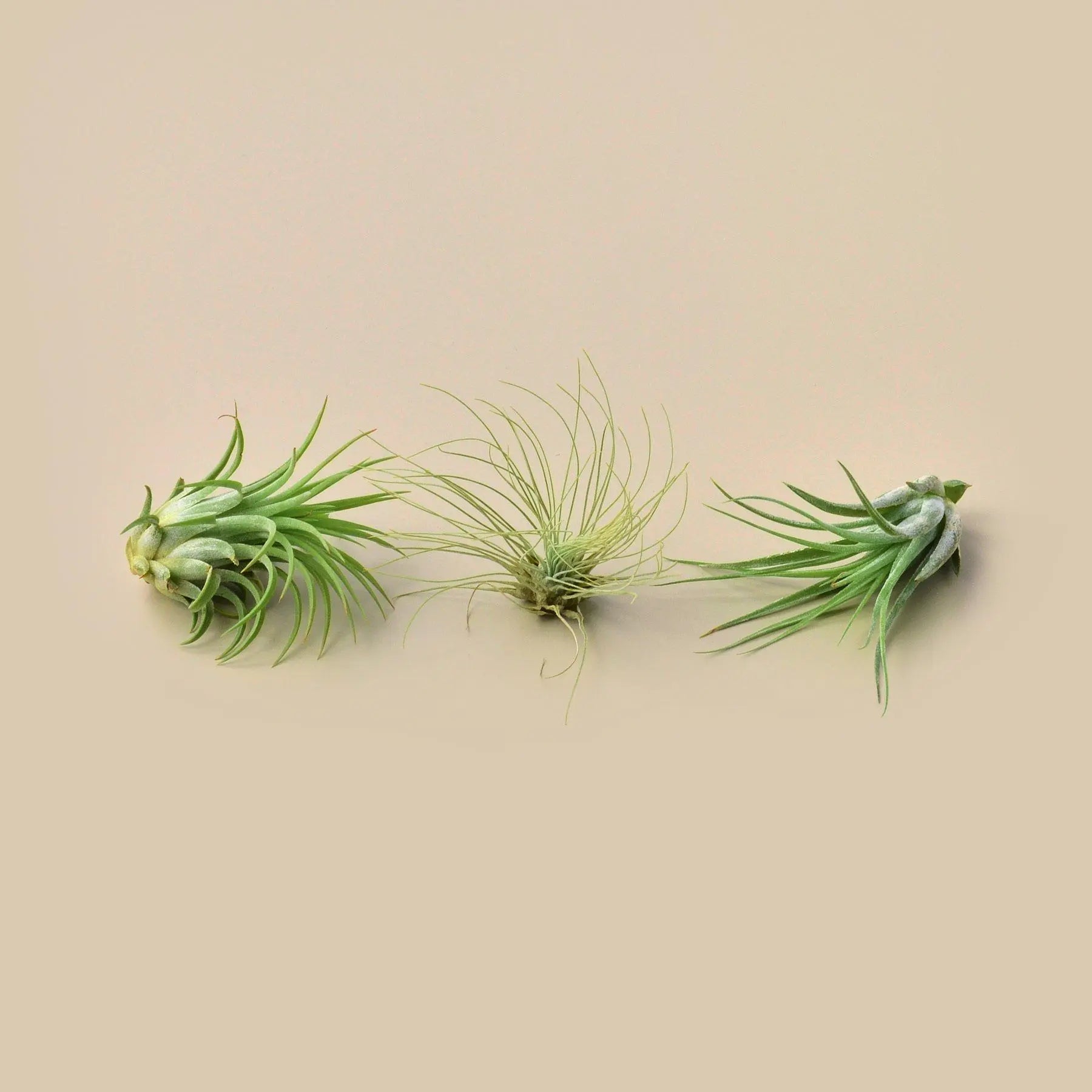 Large Air Plant Bundle