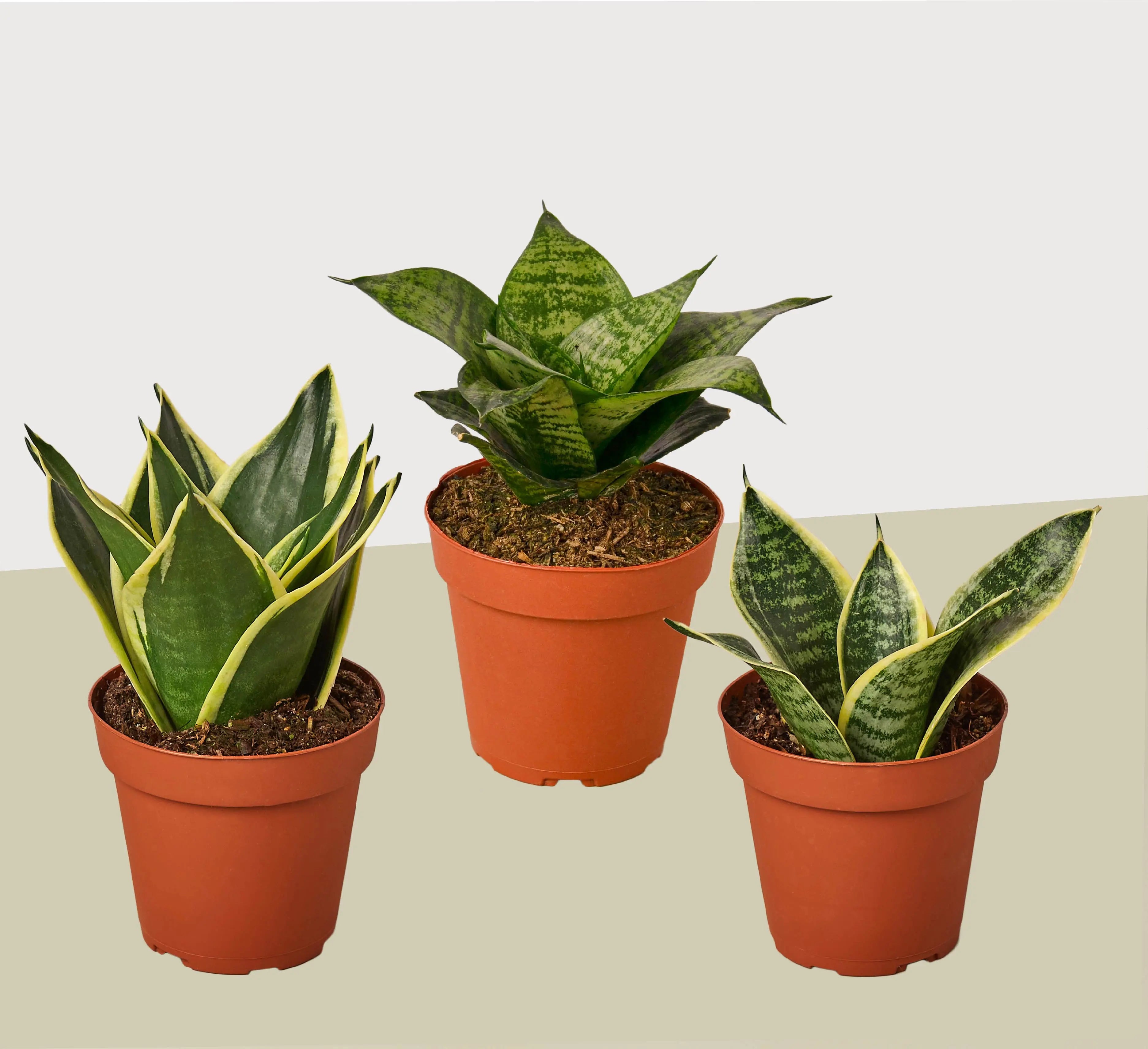3 Different Snake Plants in 4