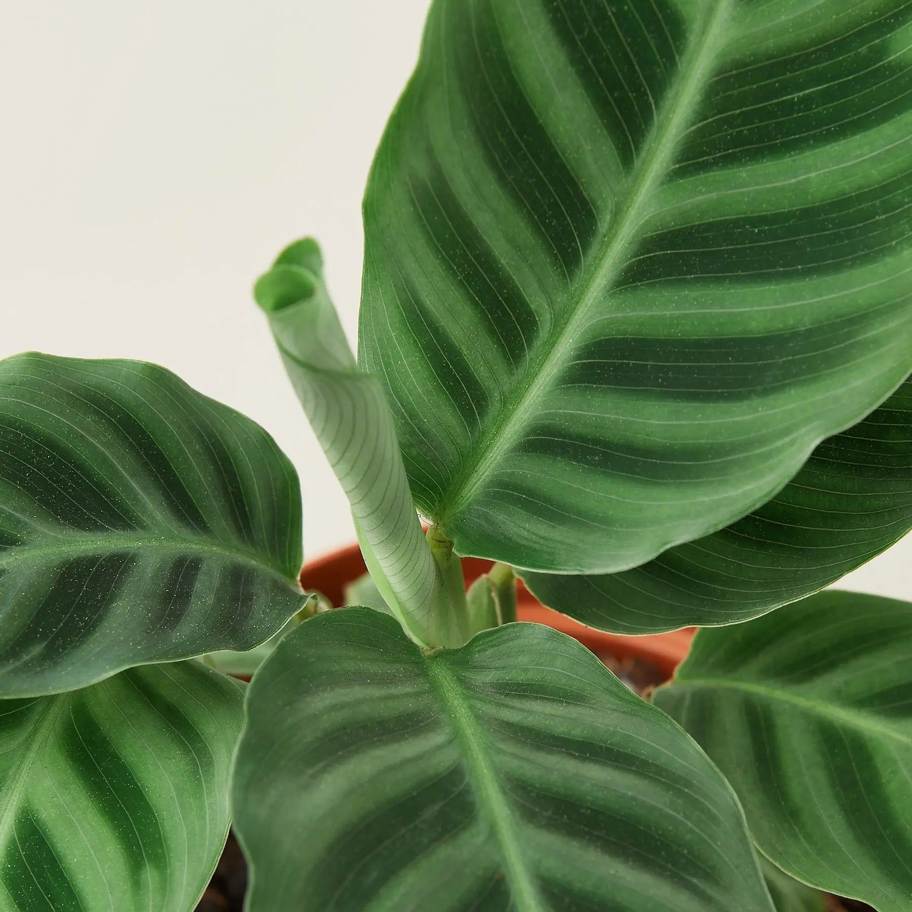 Calathea 'Zebrina' - 4
