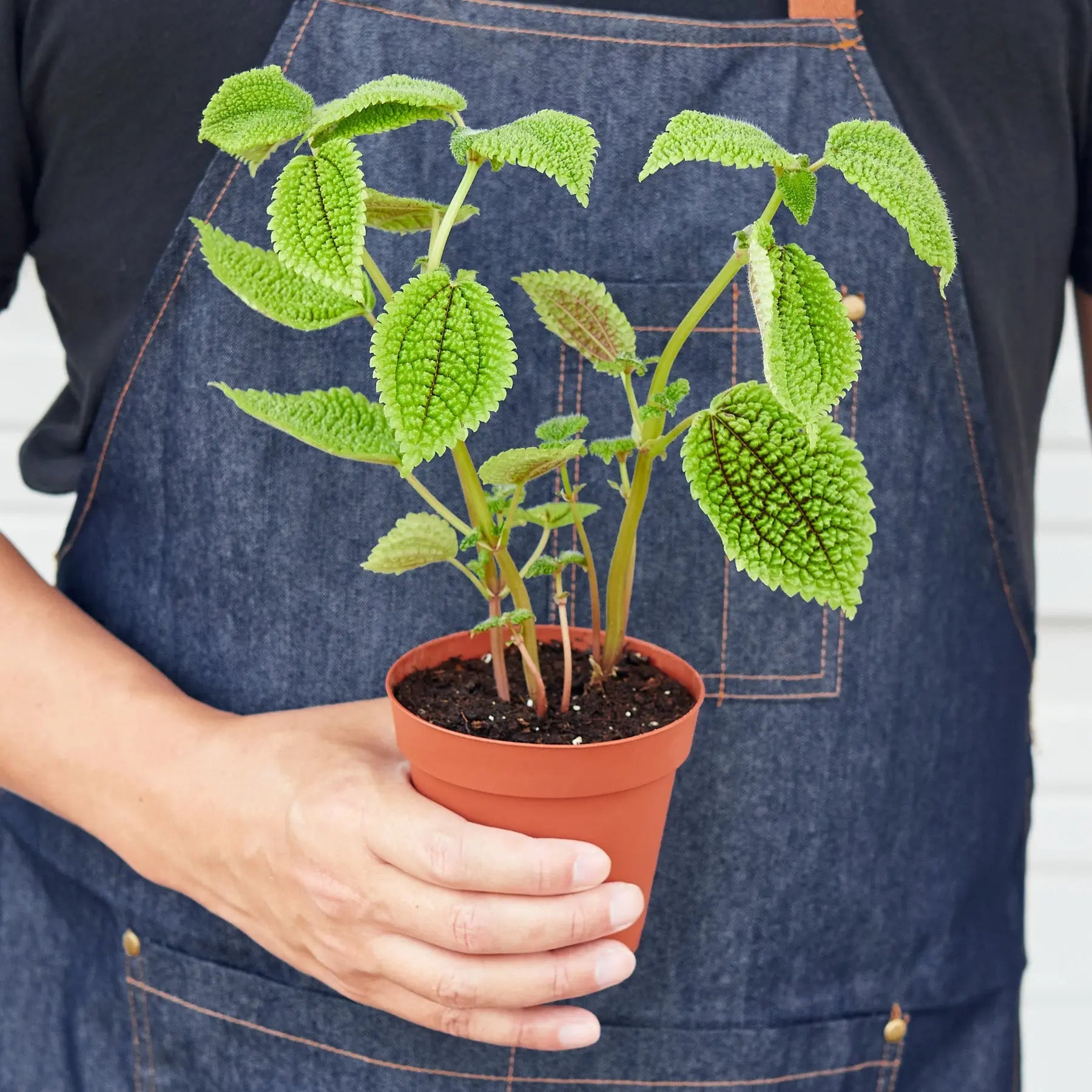 Pilea 'Moon Valley' - 4