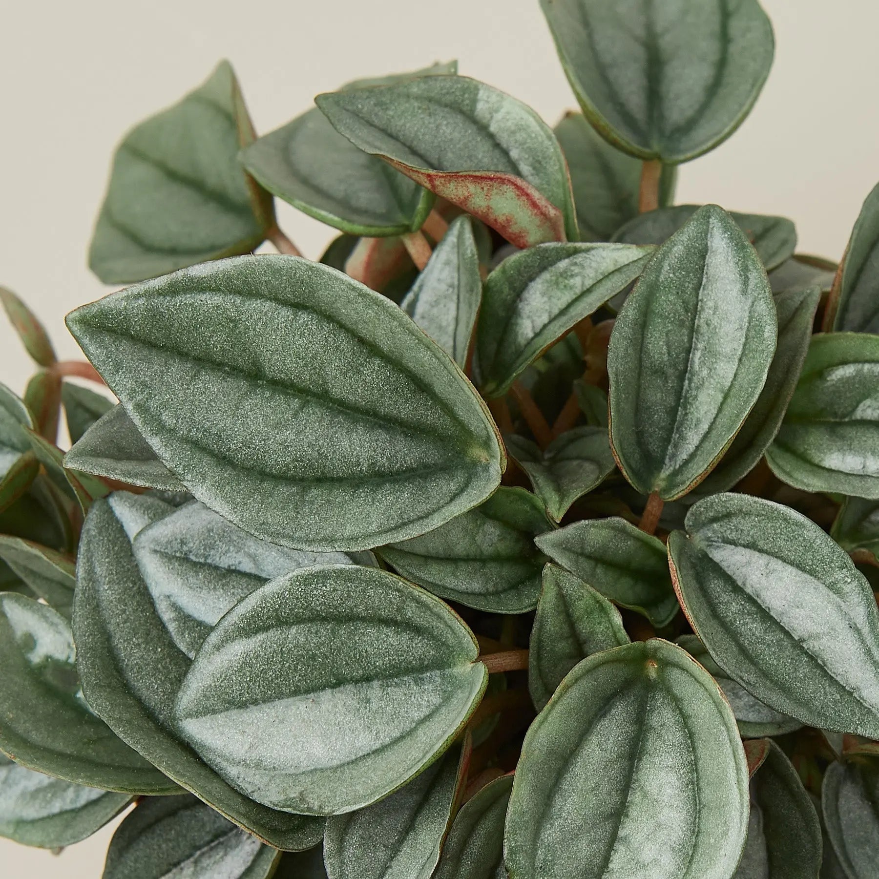 Peperomia 'Napoli Nights' - 4