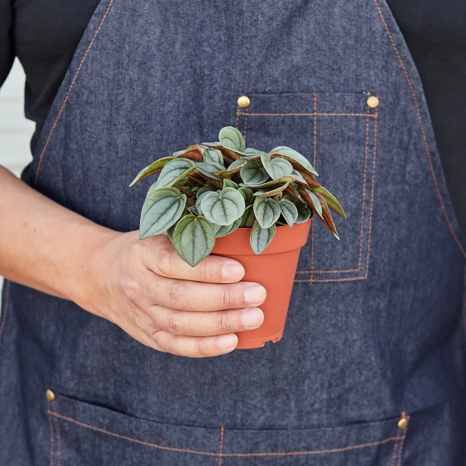Peperomia 'Napoli Nights' - 4