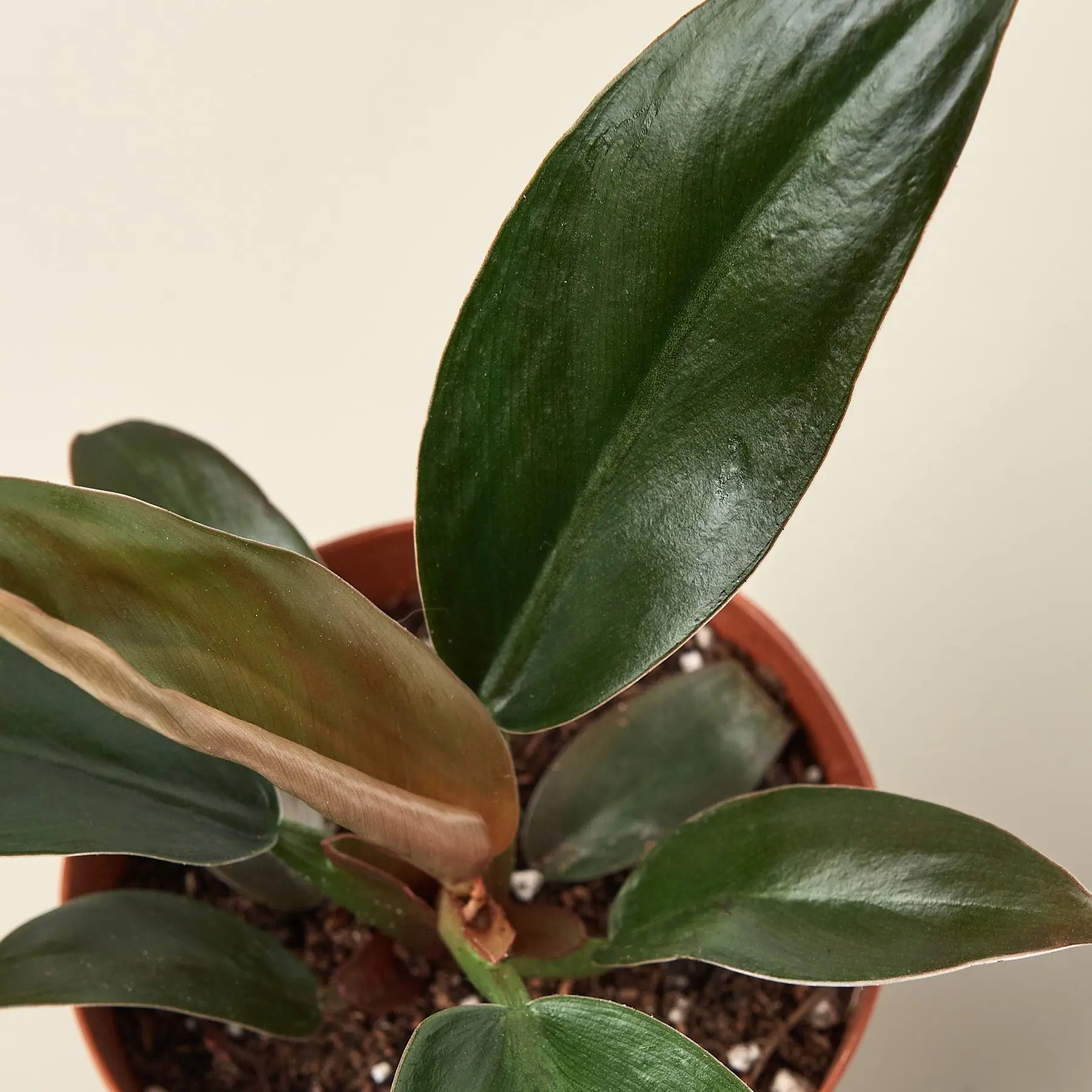 Philodendron 'Black Cardinal' - 4