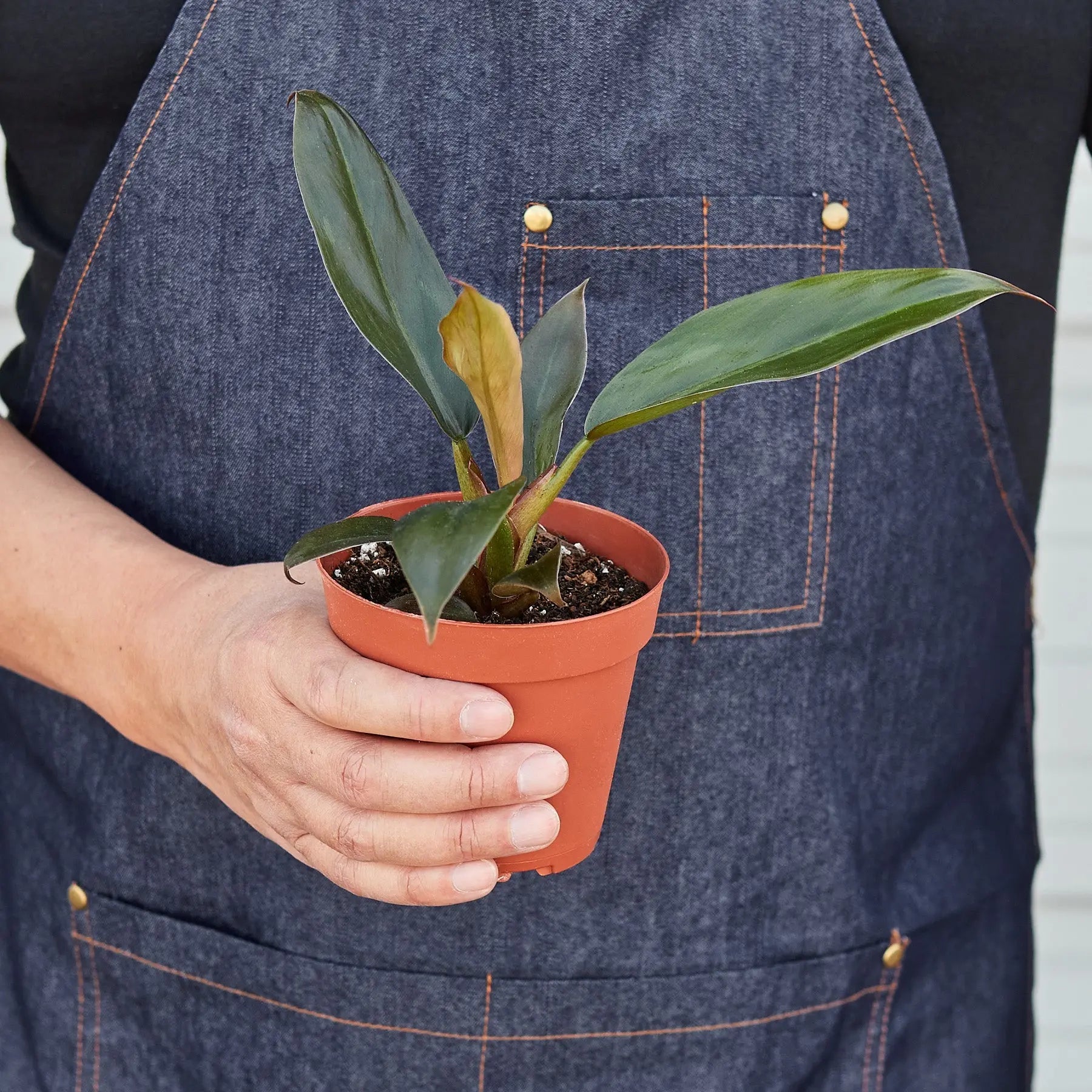 Philodendron 'Black Cardinal' - 4