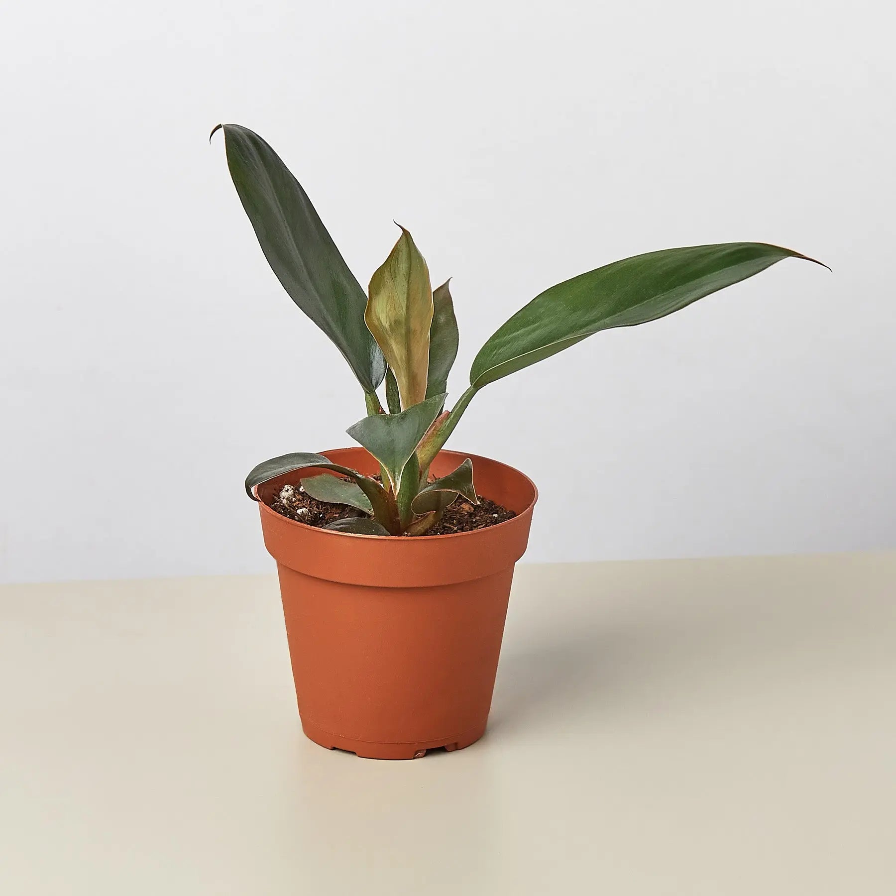 Philodendron 'Black Cardinal' - 4