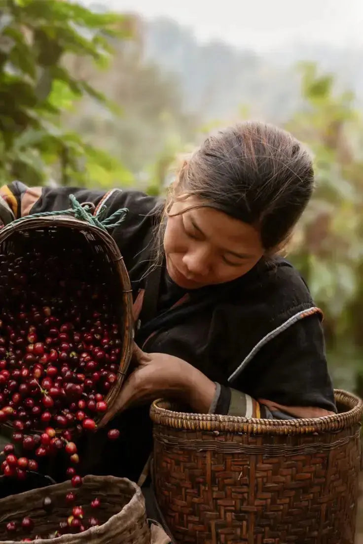 Indonesia Single-Origin 9oz Coffee | Fair Trade Sumatran Roast
