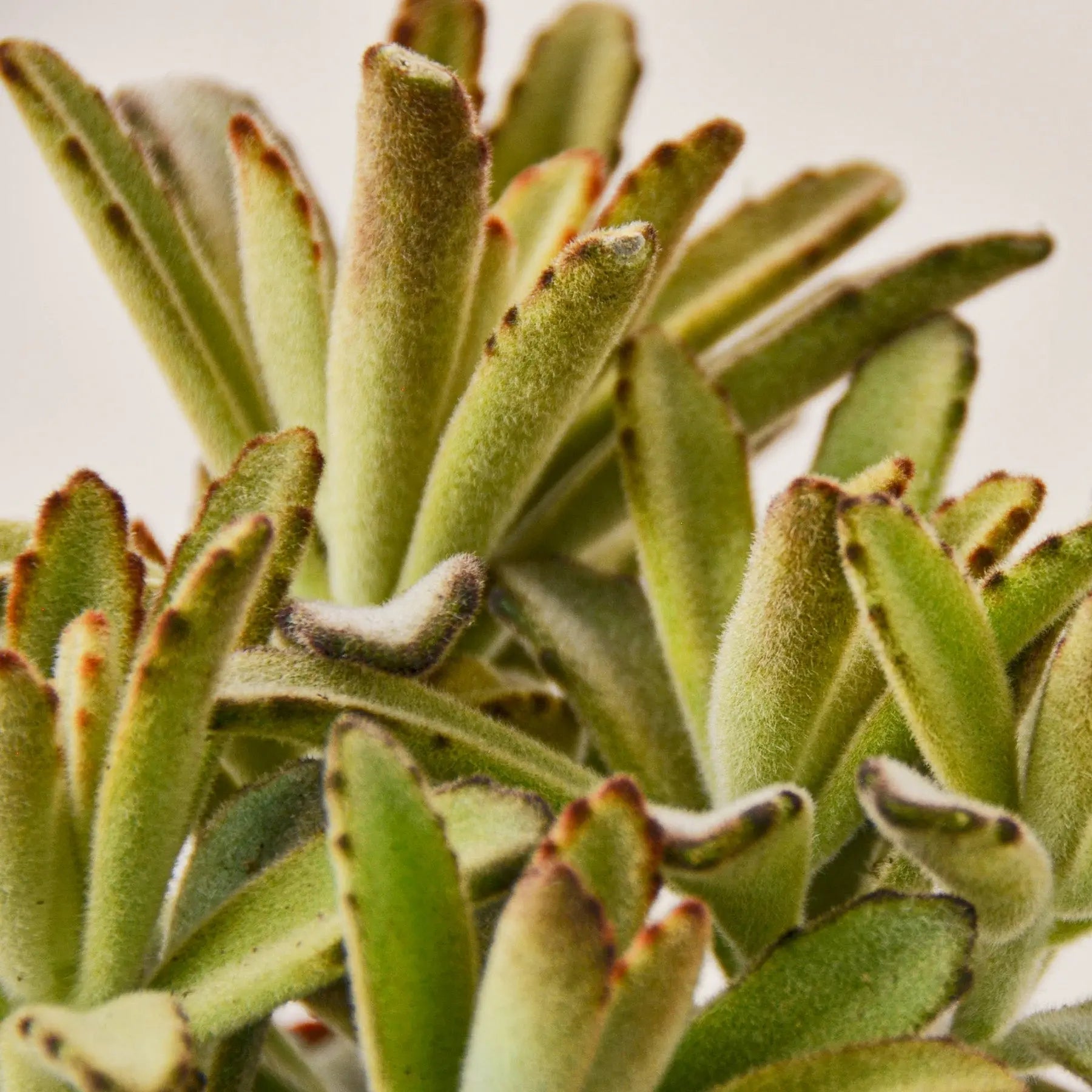 Kalanchoe Tomentosa 'Chocolate Soldier' Succulent - 4