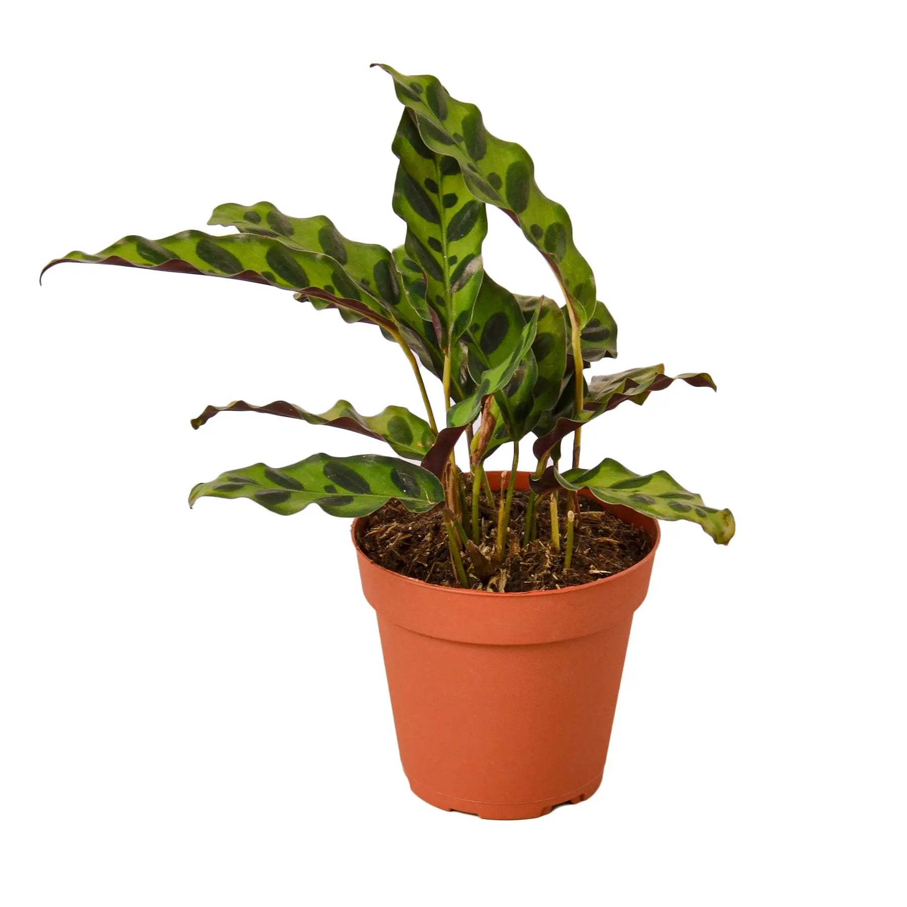 Calathea Lancifolia 'Rattlesnake' - 4