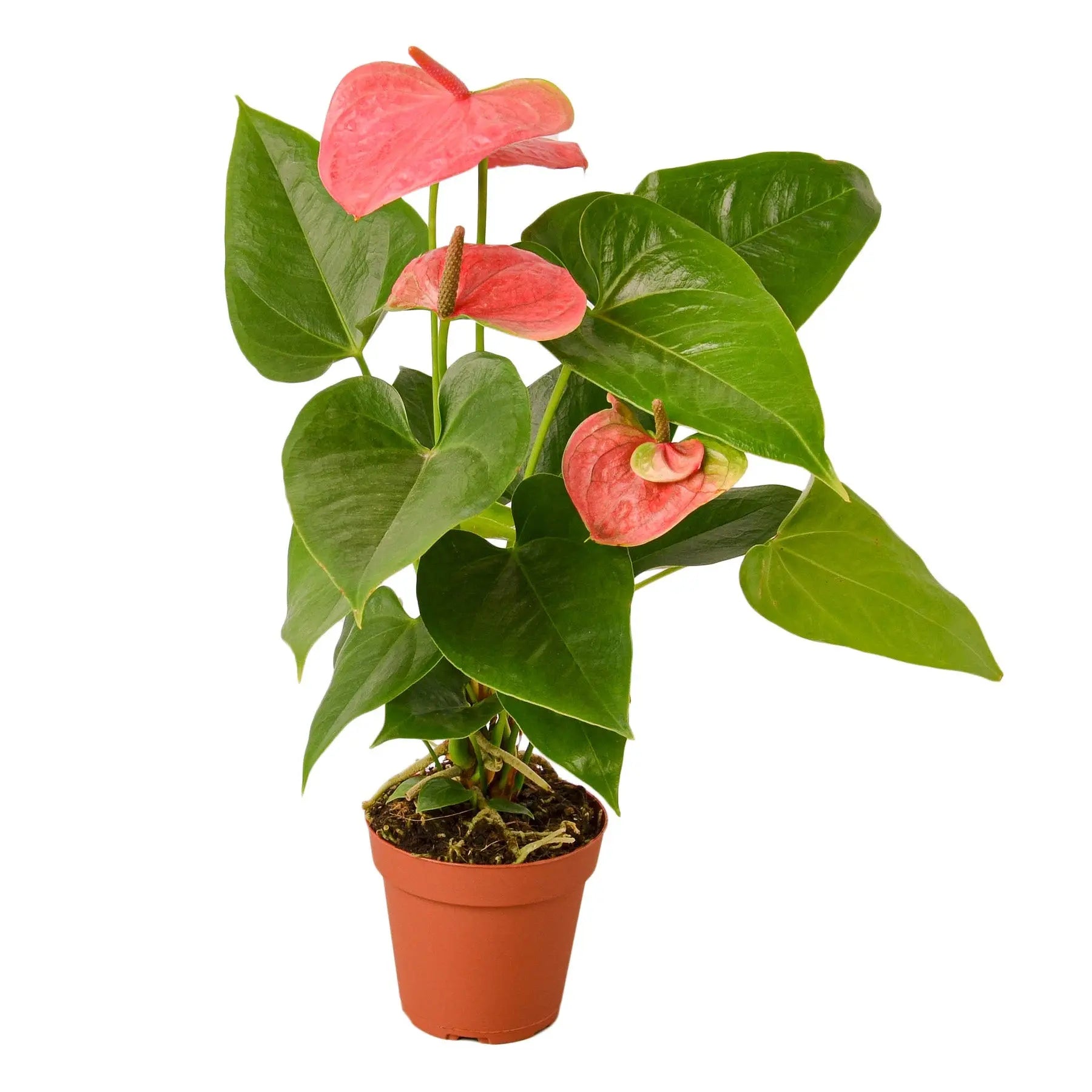 Anthurium 'Pink' - 4